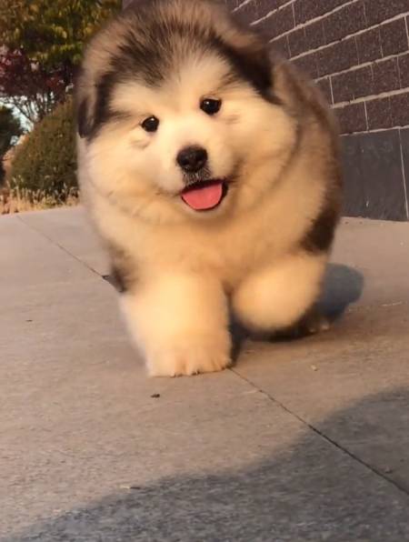 阿拉斯加小时候也太可爱了,走路用滚的,胖的像个球-度小视