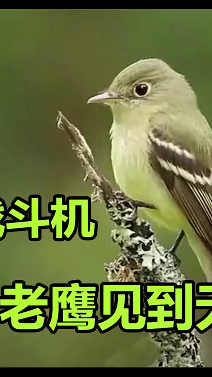 第二集:只有麻雀大小的必胜鸟,能把老鹰制服,在空中只求一败