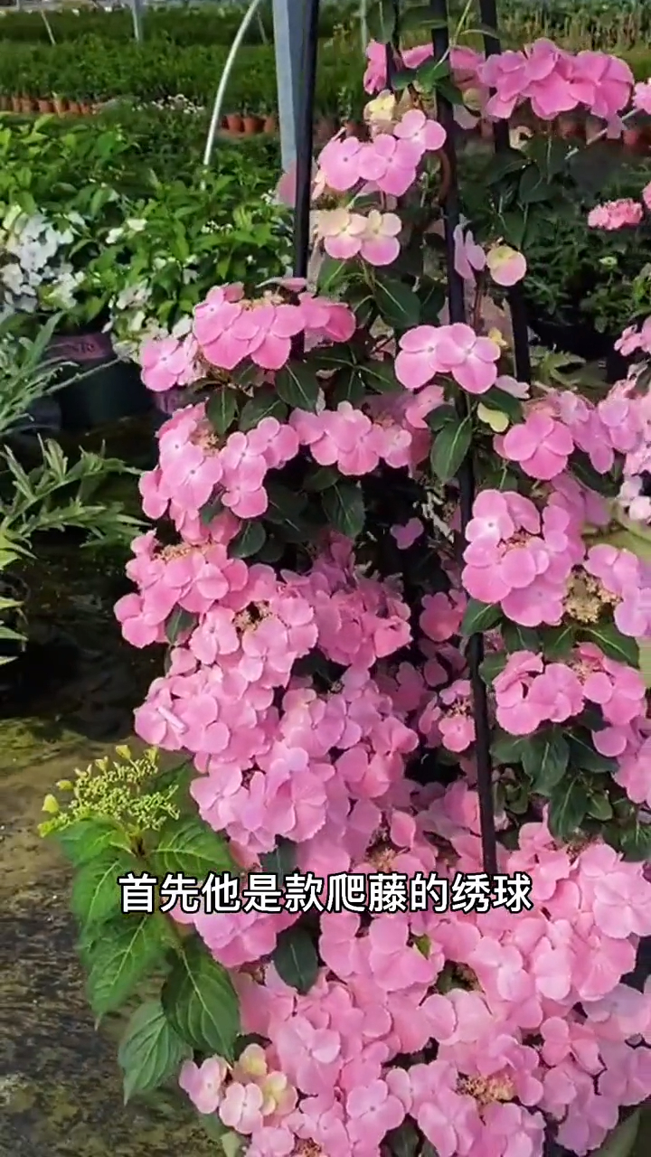 绣球"粉色落跑新娘"优点多的数不完,花量是普通绣球的5倍
