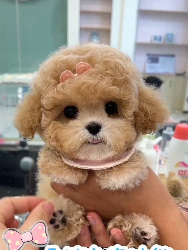 这只香槟色泰迪也太可爱了吧