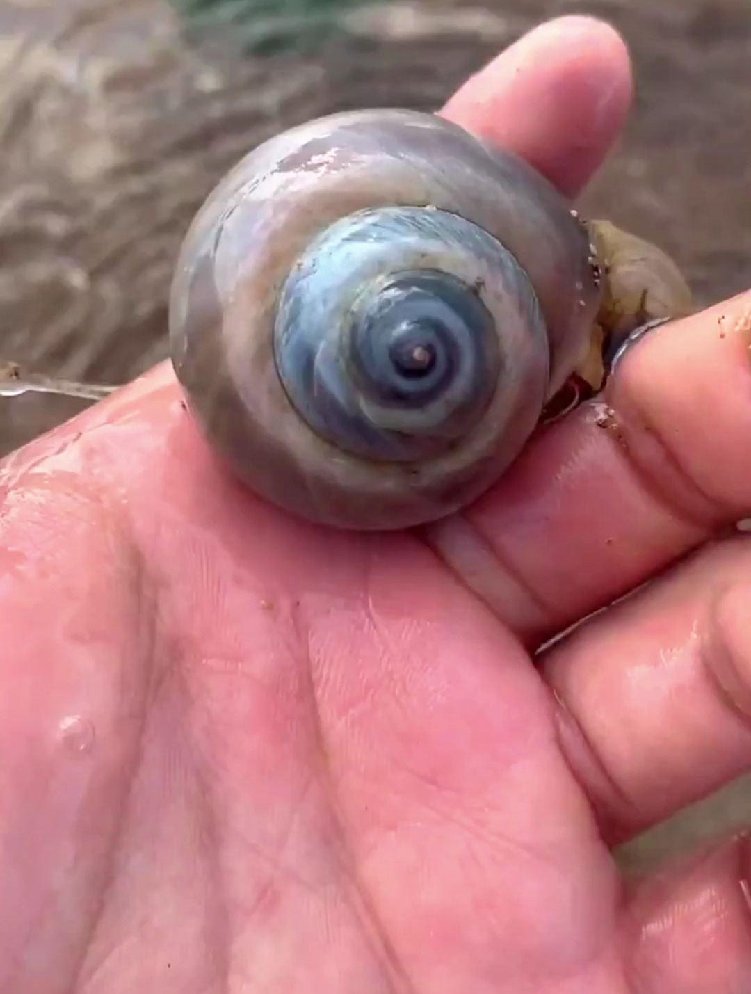 发现了一只刚出生的河豚宝宝-度小视