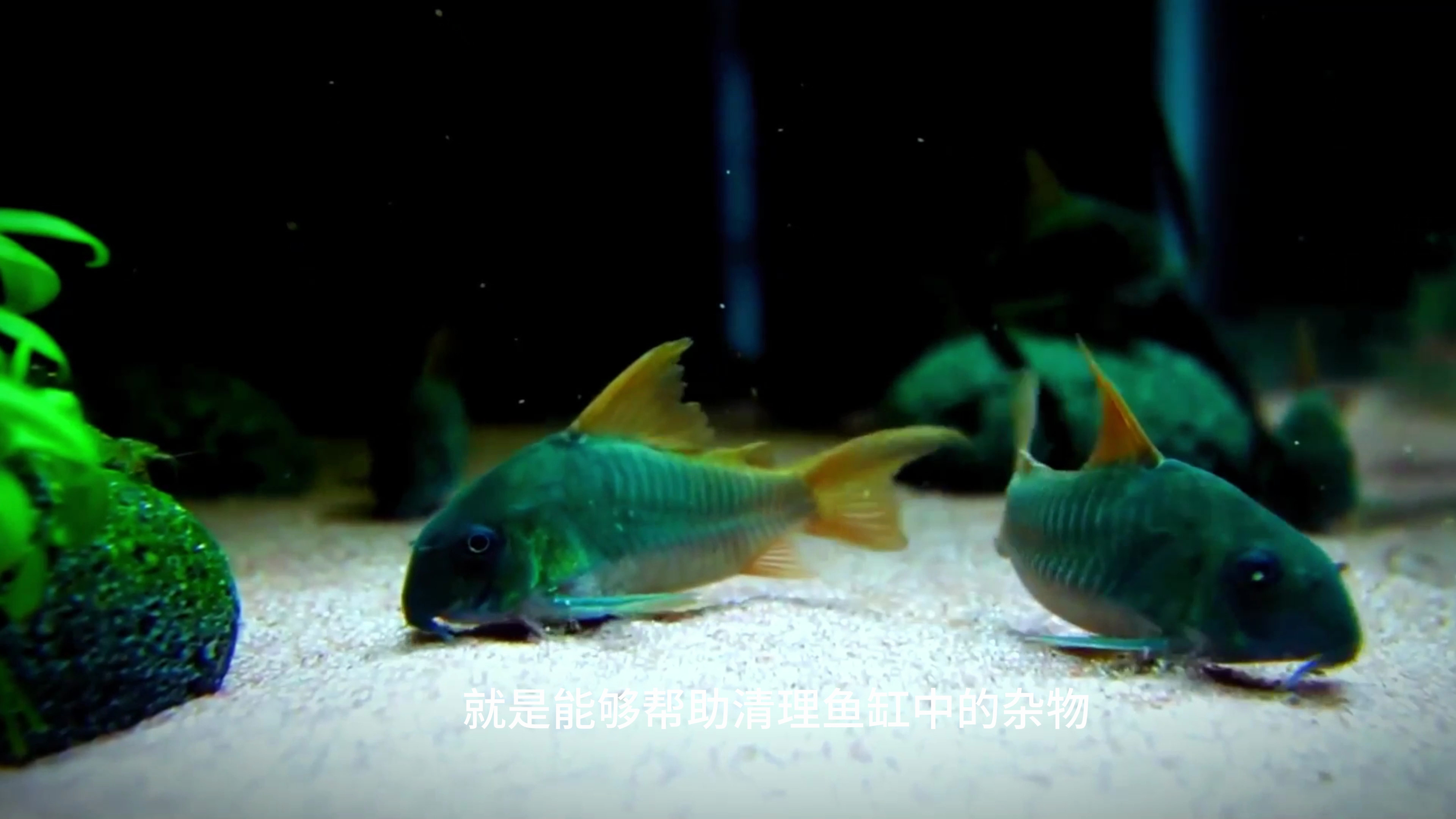 鼠鱼:水族箱中的清道夫,如何养好它们?