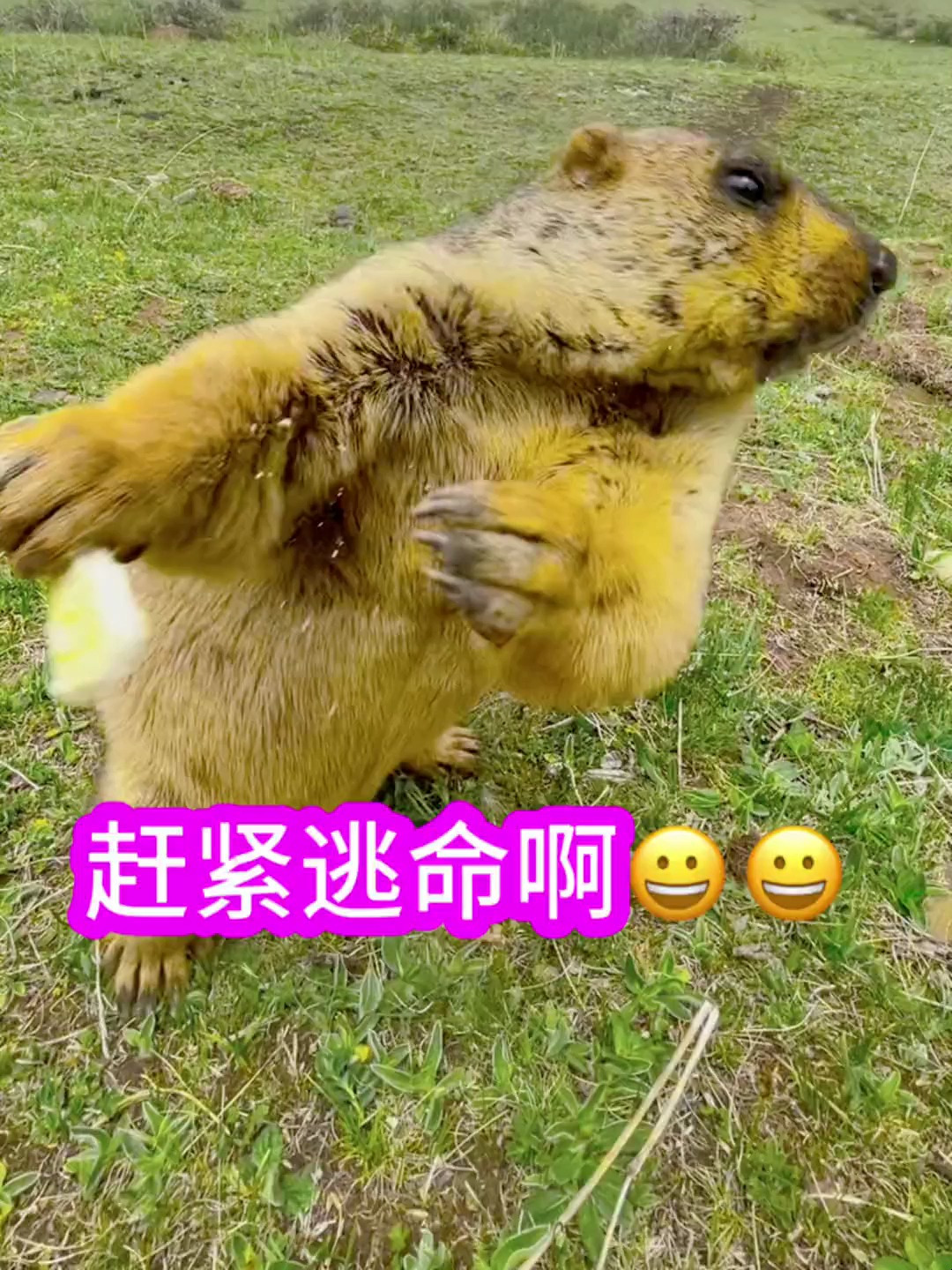 赶紧逃命要紧太快了