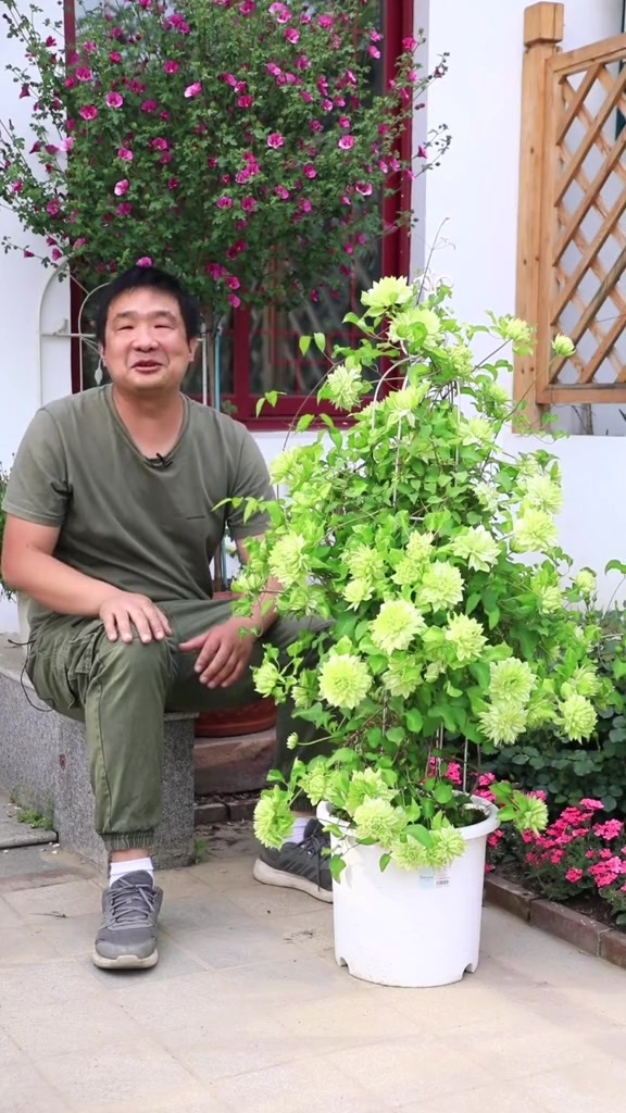 绿色的铁线莲,森之风