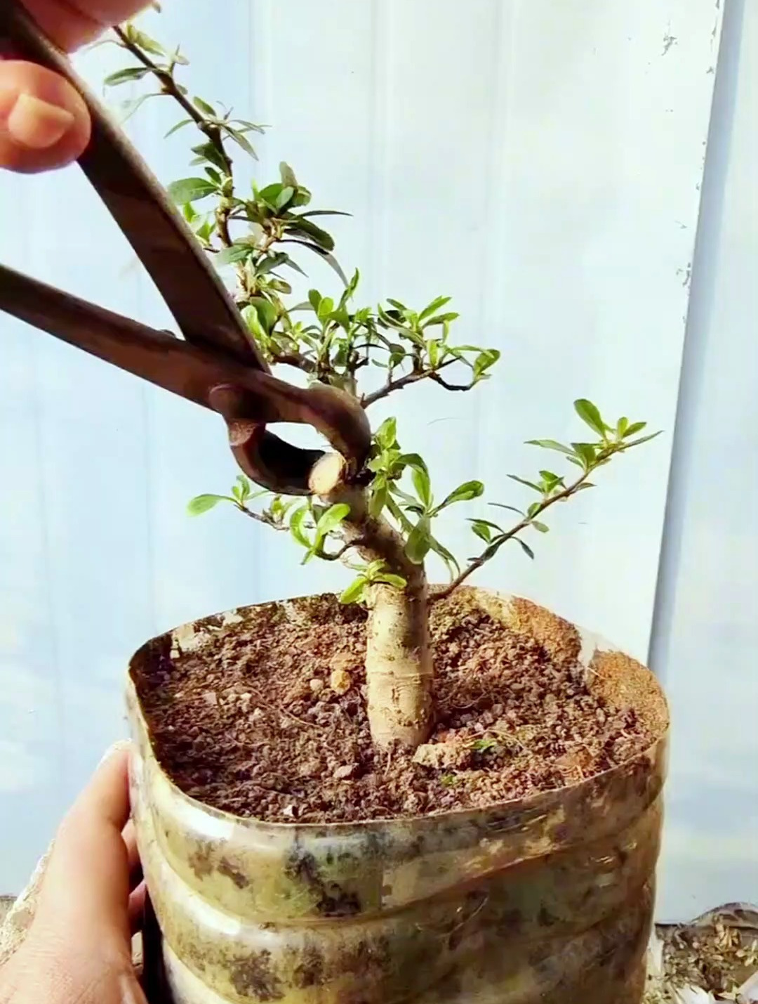 一棵高杆火棘素材,用"一剪没"的方法来修剪!