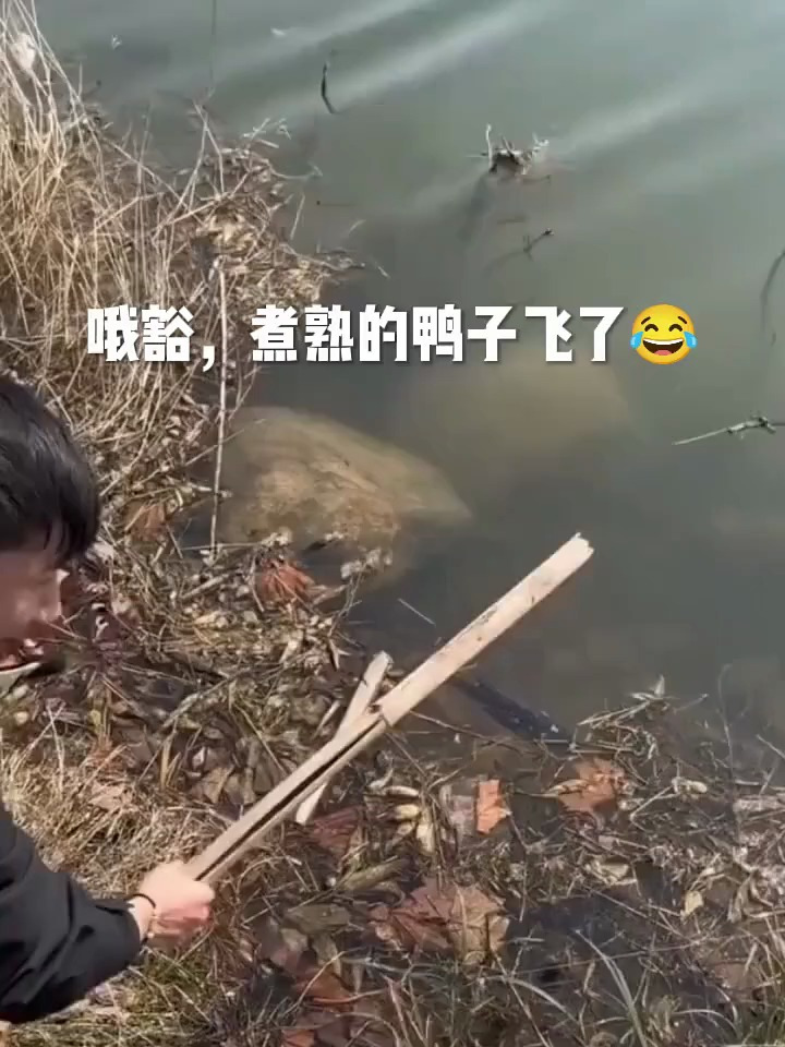 哦豁煮熟的鸭子飞了