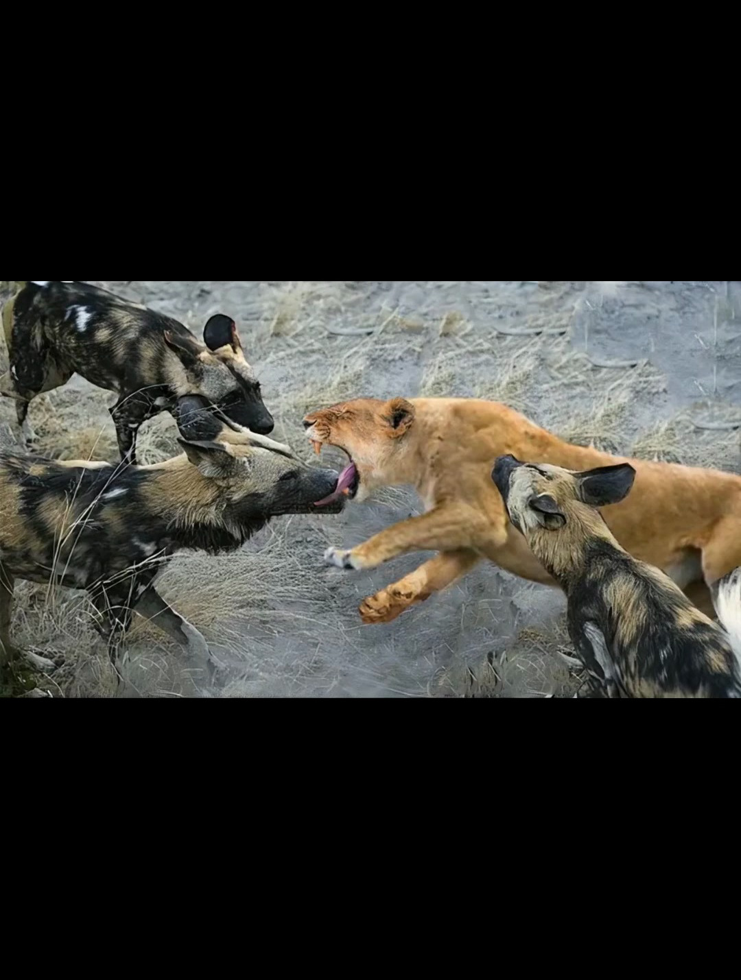 动物捕猎混剪,狮子捕杀野狗