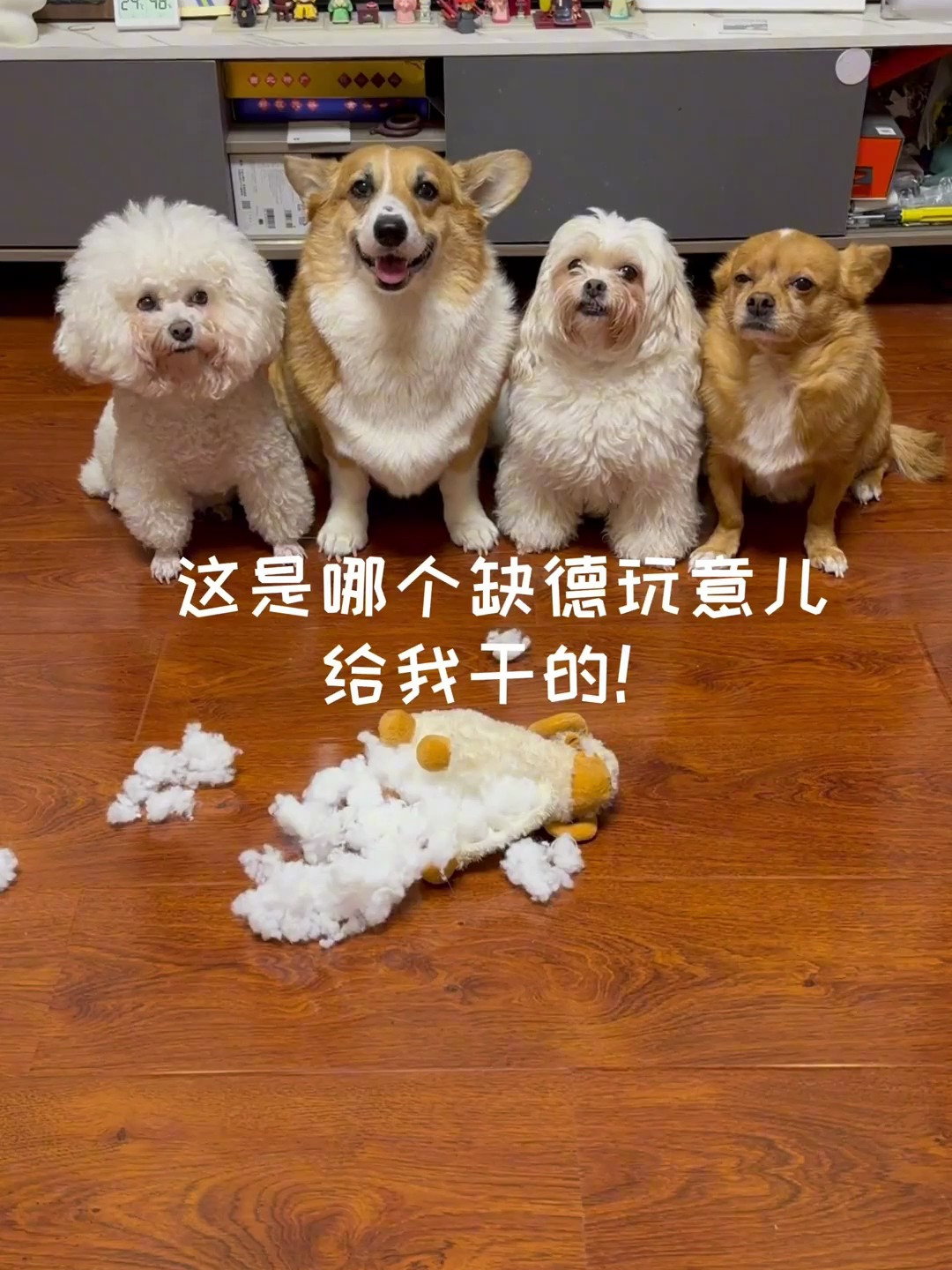 哈尼的8岁生日