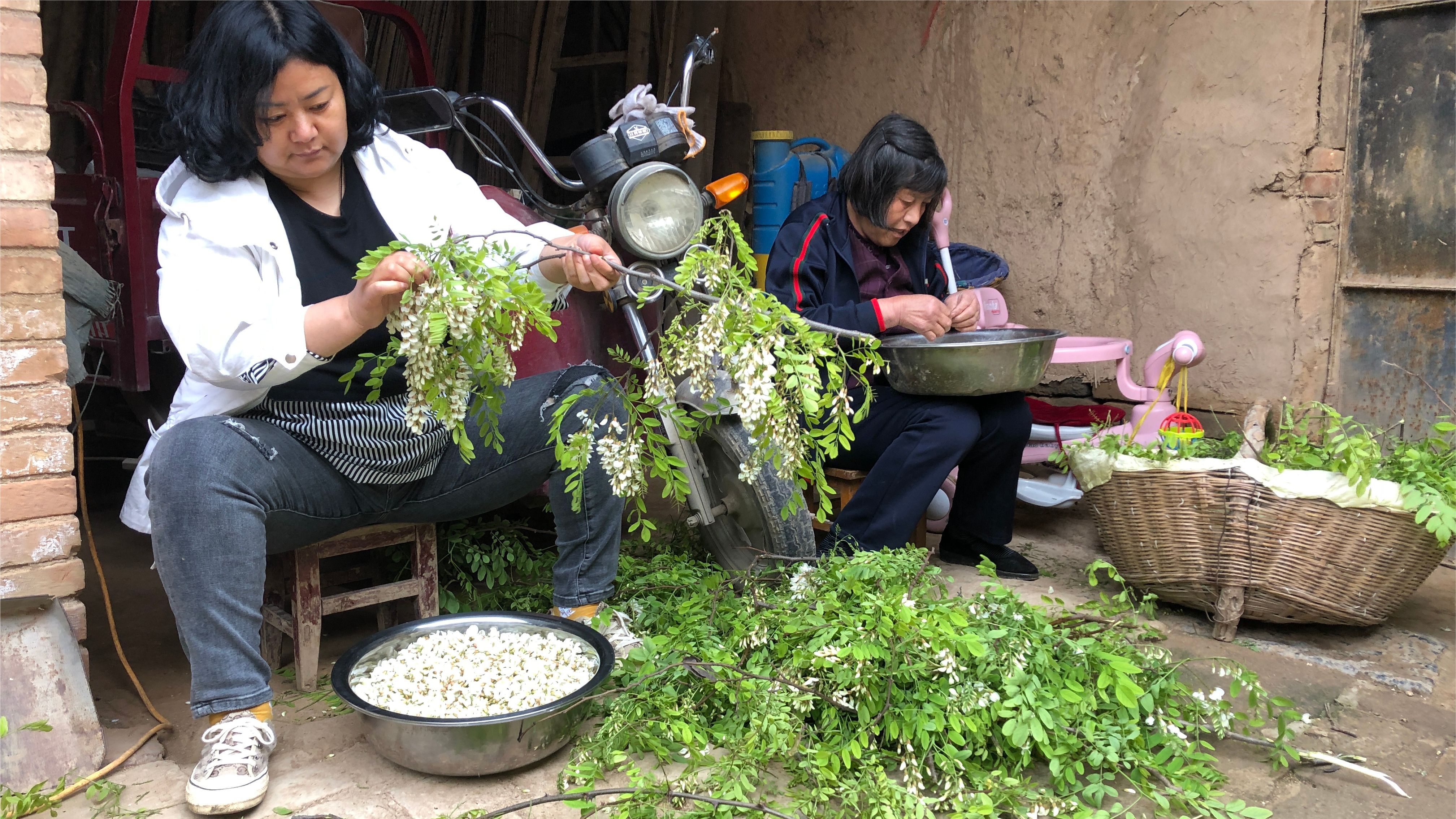 [图]又一年槐花香,全村人都来摘洋槐花,50年的老槐树差点被拦腰折断