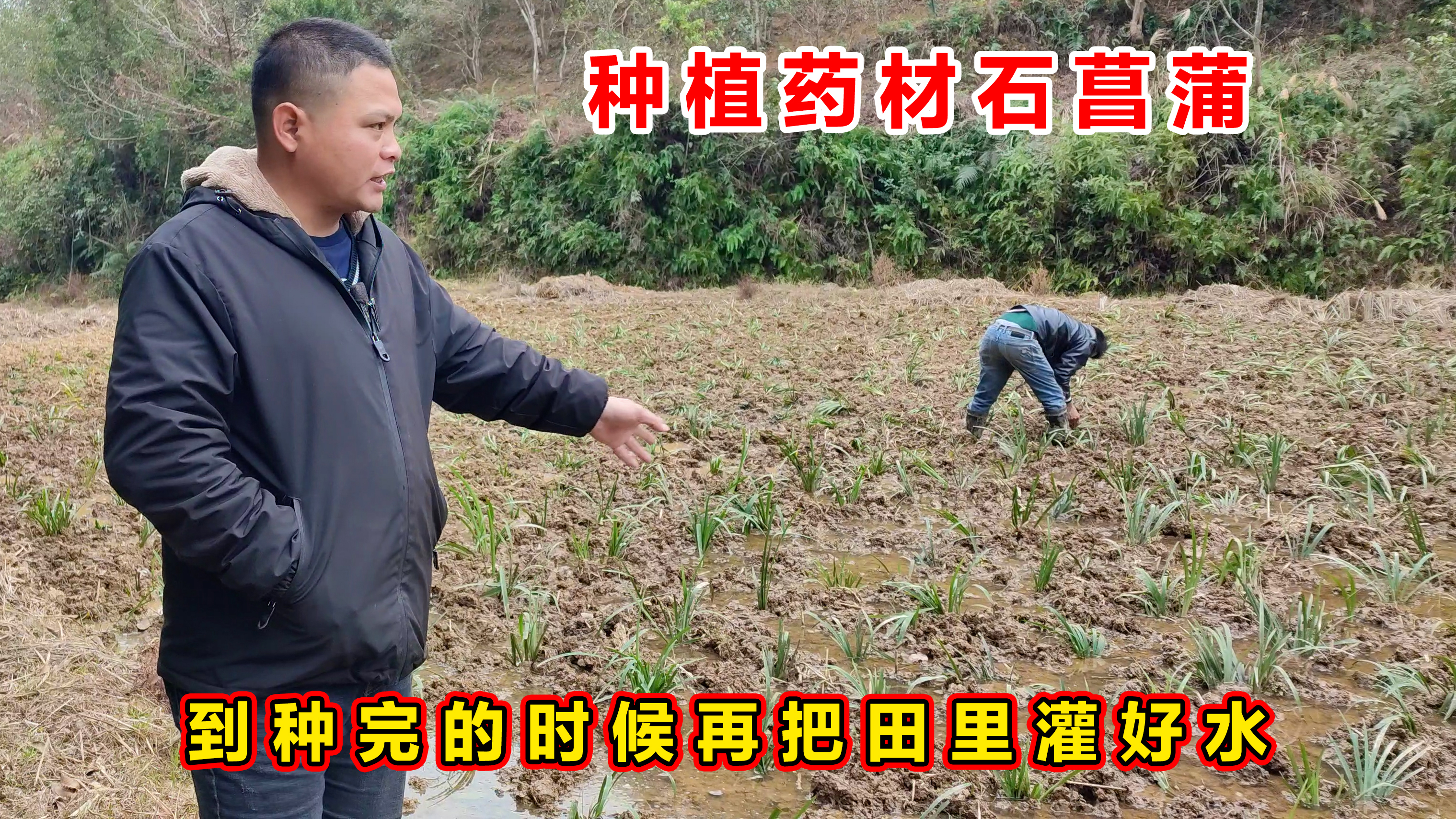 90后小伙利用农村偏僻的荒田地,种植药材石菖蒲,众人说他有眼光