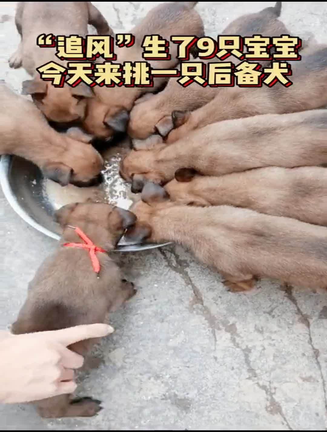 警犬生宝宝图片