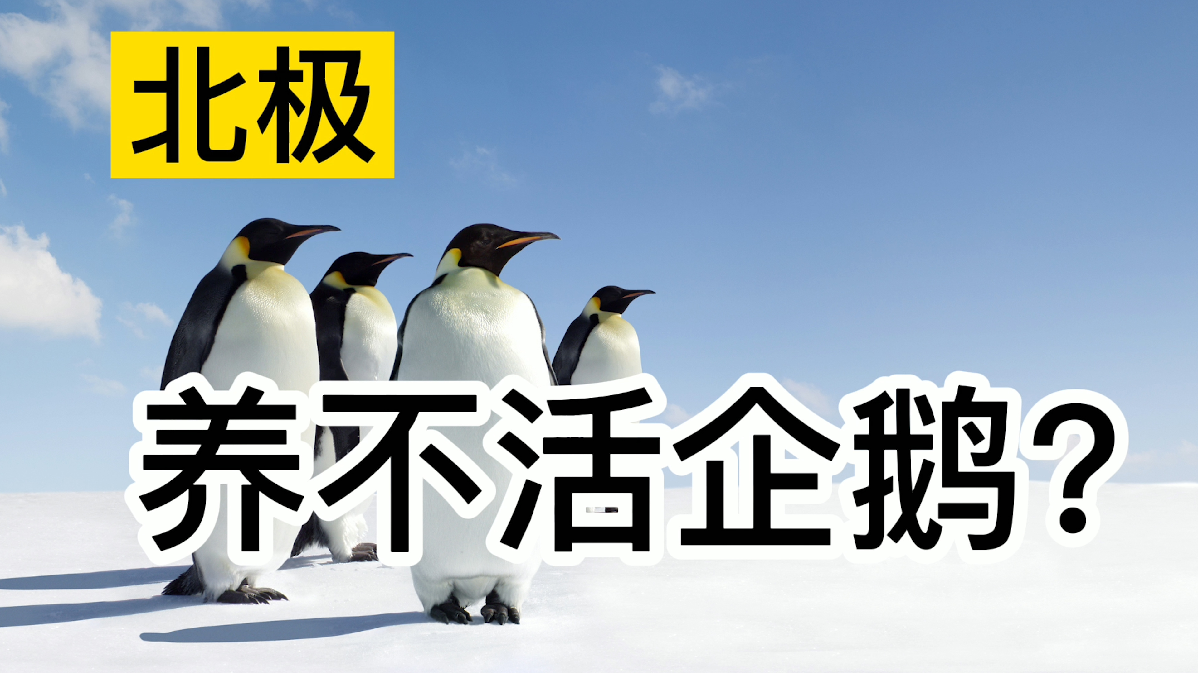 真不是脑筋急转弯,这才是北极没有企鹅的关键原因!