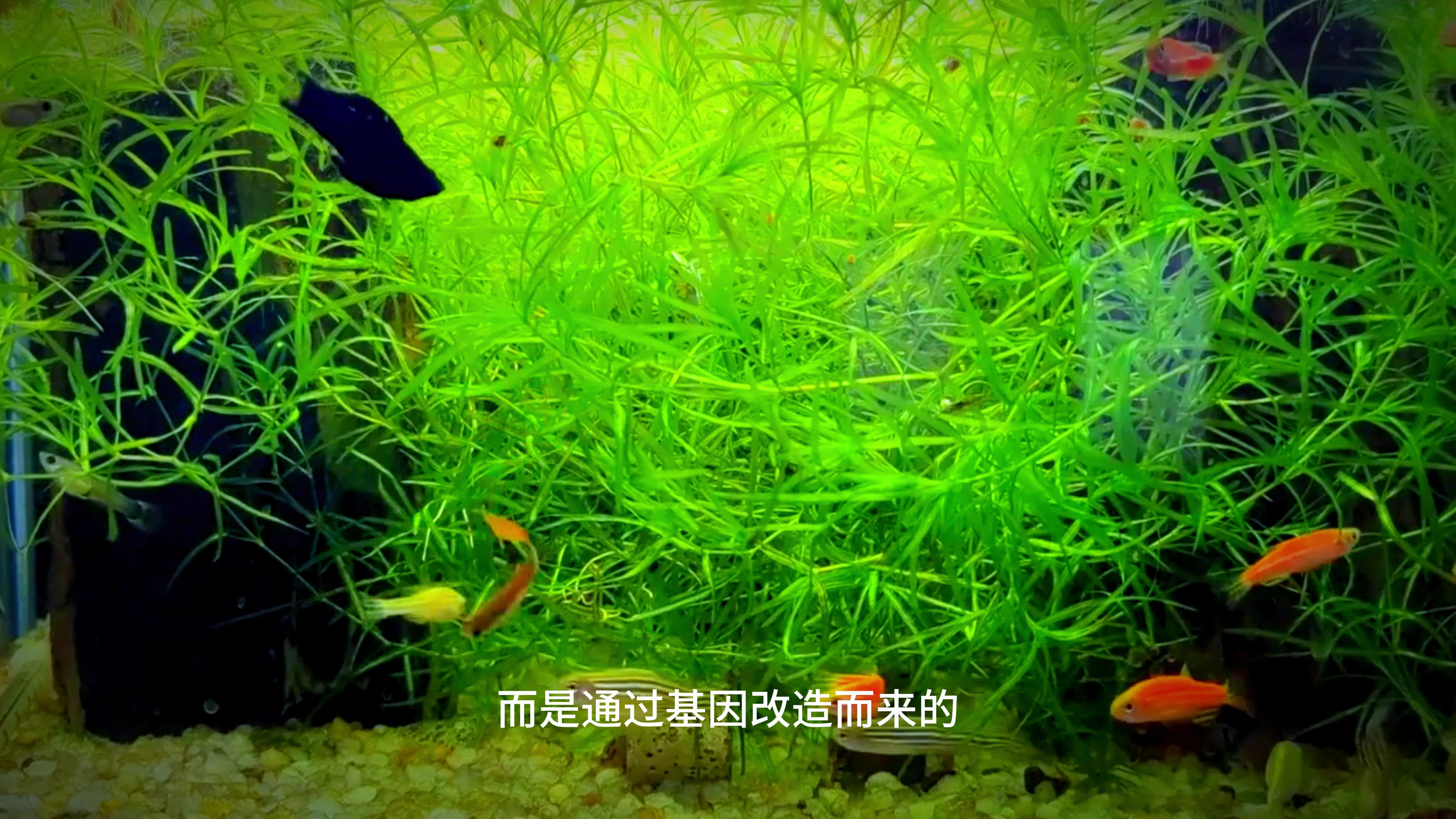 颜值爆表的斑马鱼,适应性强又好养,成为新宠物潮流