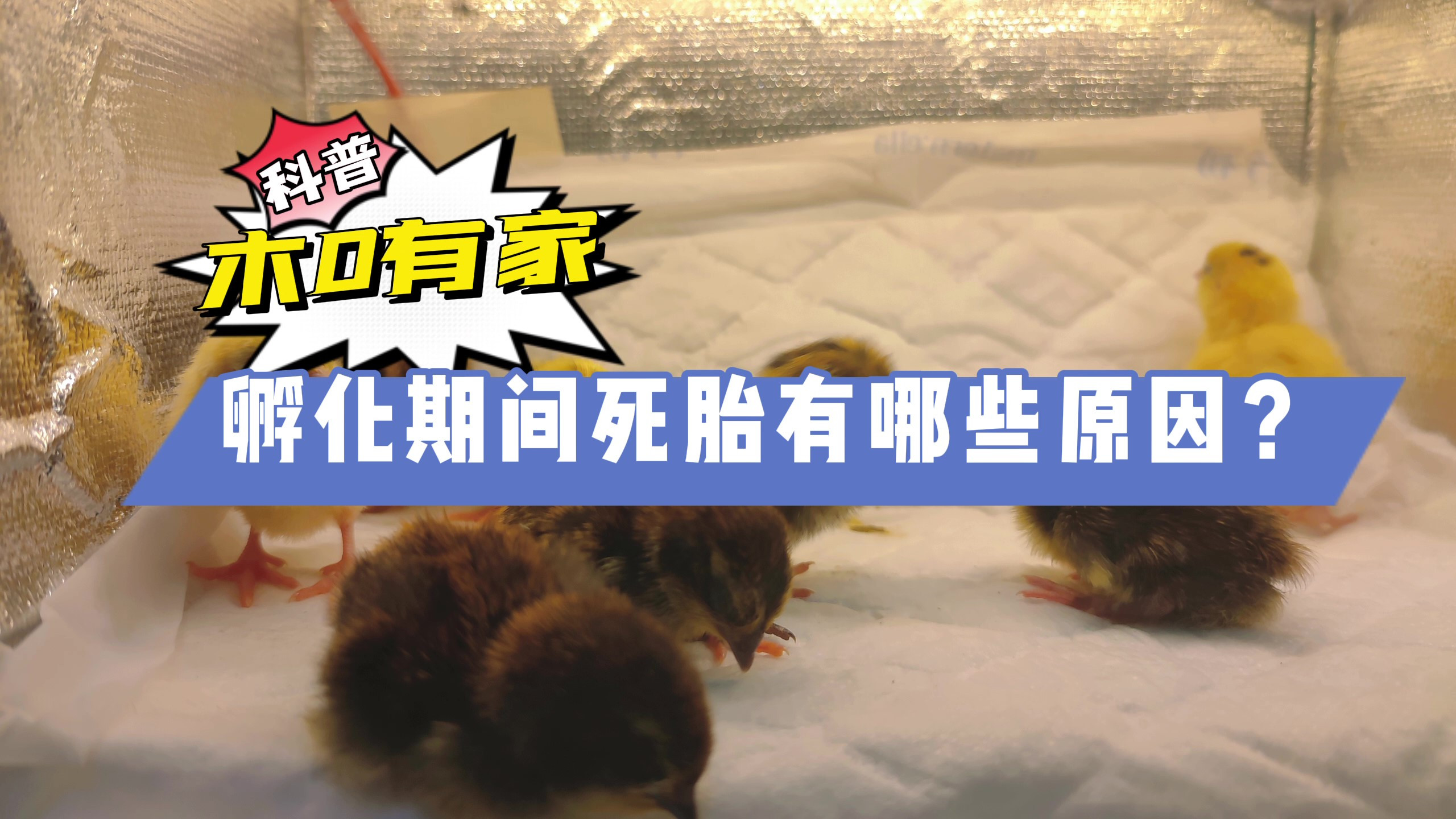这些原因可能导致孵化期死胎,注意这几点,提升孵化率