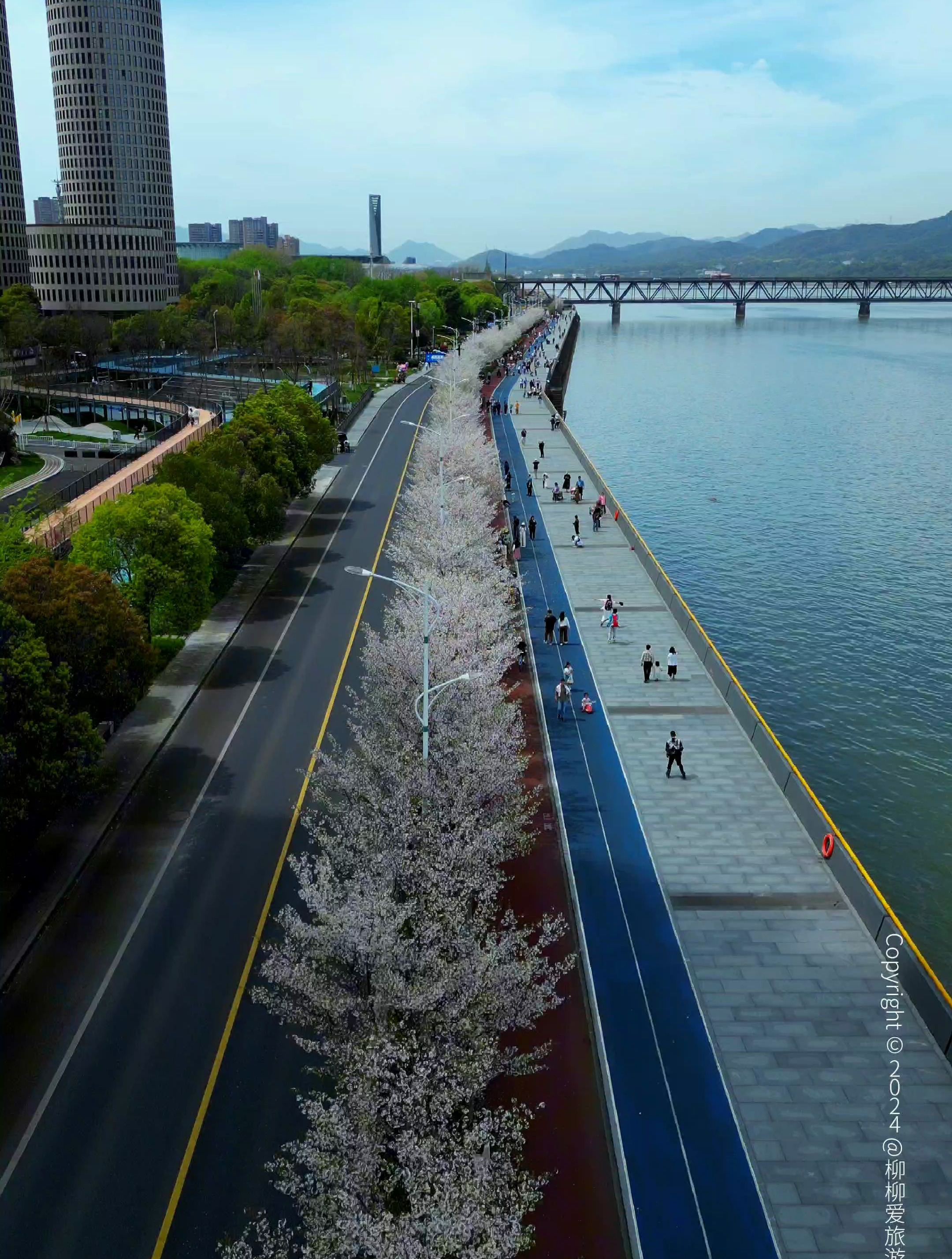杭州滨江的樱花跑道,十里樱花,如云似雪,随风飘落,顶级浪漫