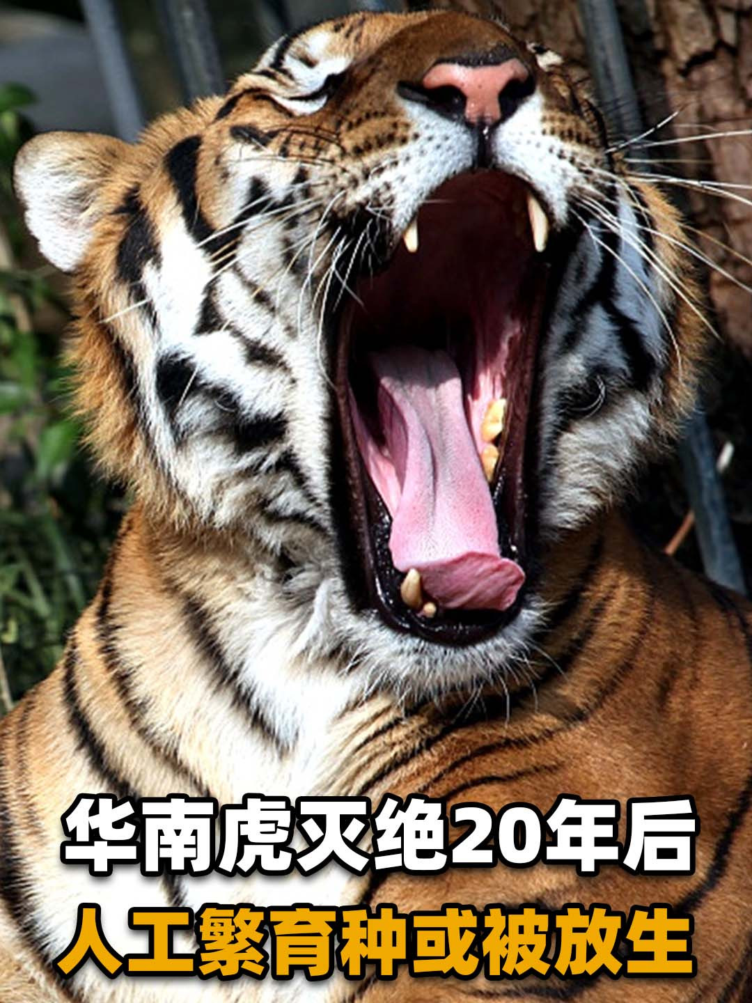 两只华南虎已能野外捕食,广东计划"放虎归山",就不怕伤人?