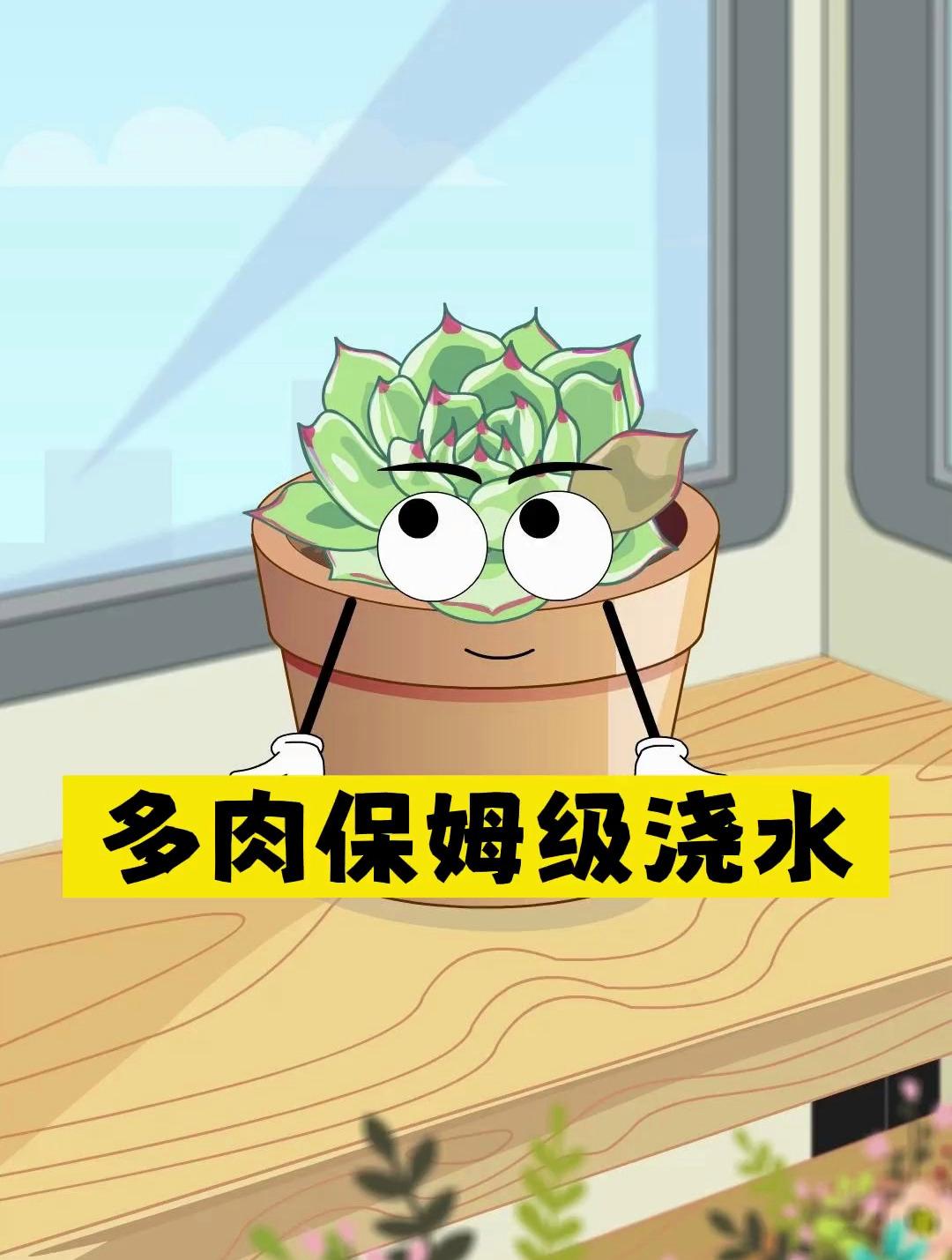 多肉植物如何浇水,学会这几点,想养挂都难