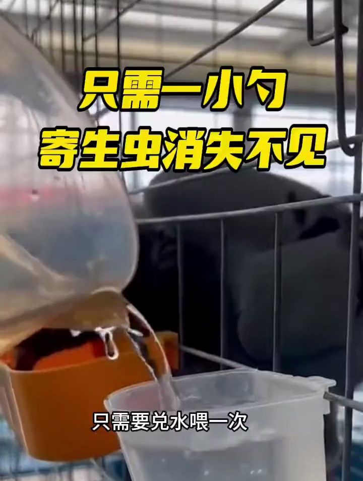 只需一小勺让鸽子体内虫消失不见