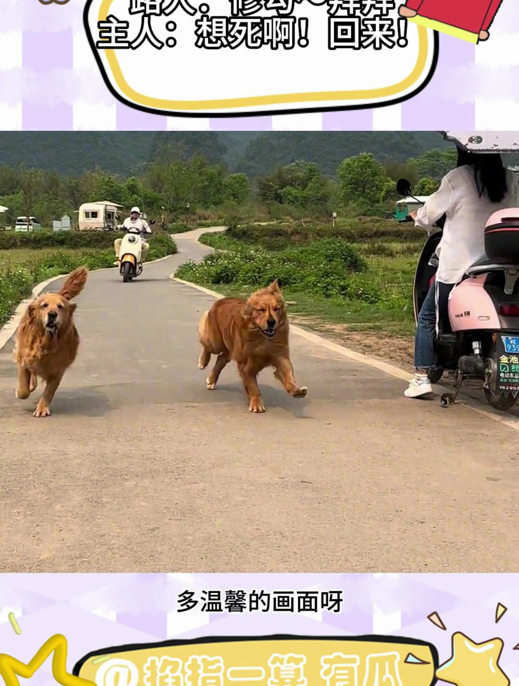 网友家狗跑出去不回来,网友骑电动车追