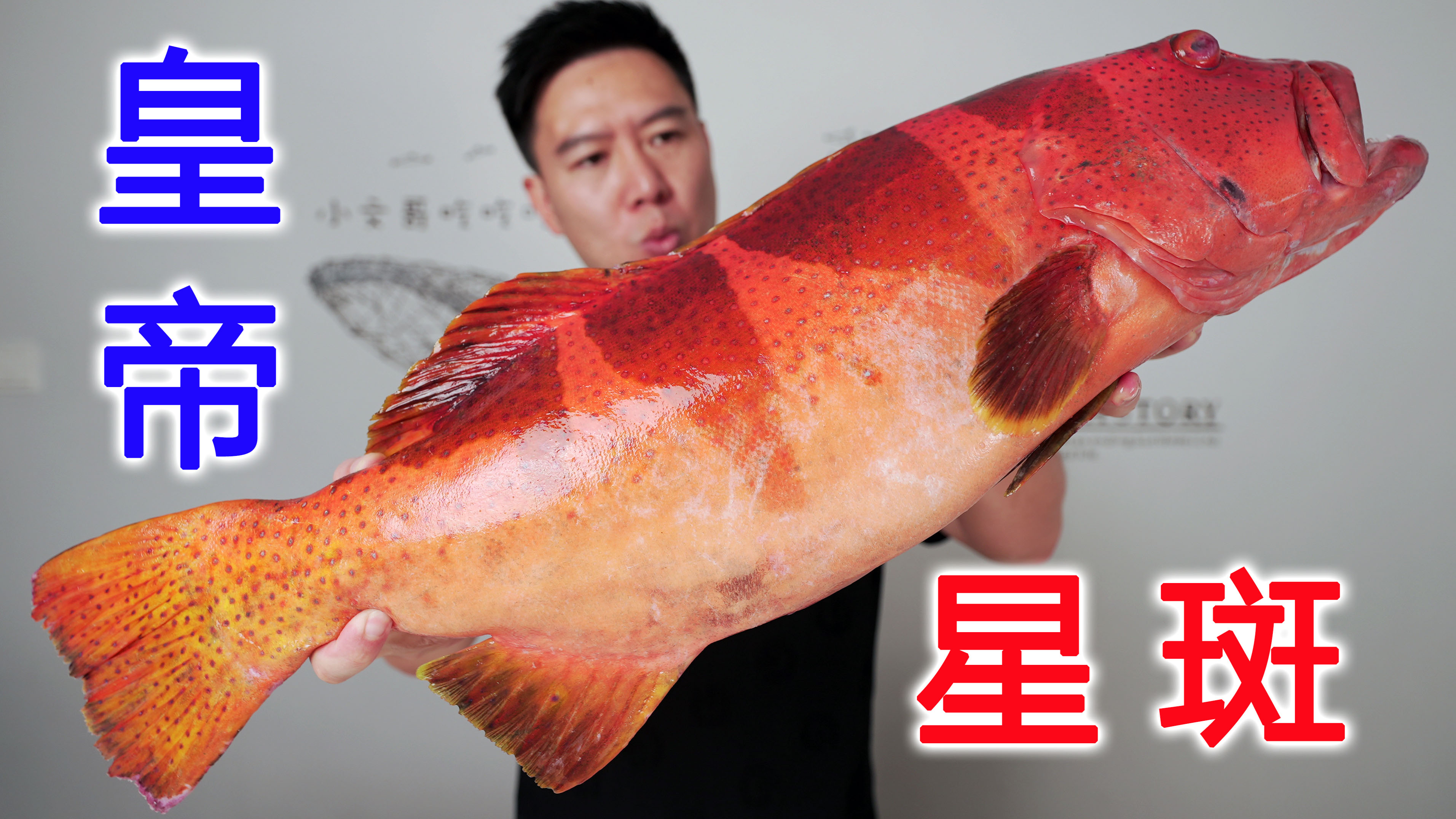 2800一条的皇帝星斑,搞了两年终于搞到,打边炉口感炸裂