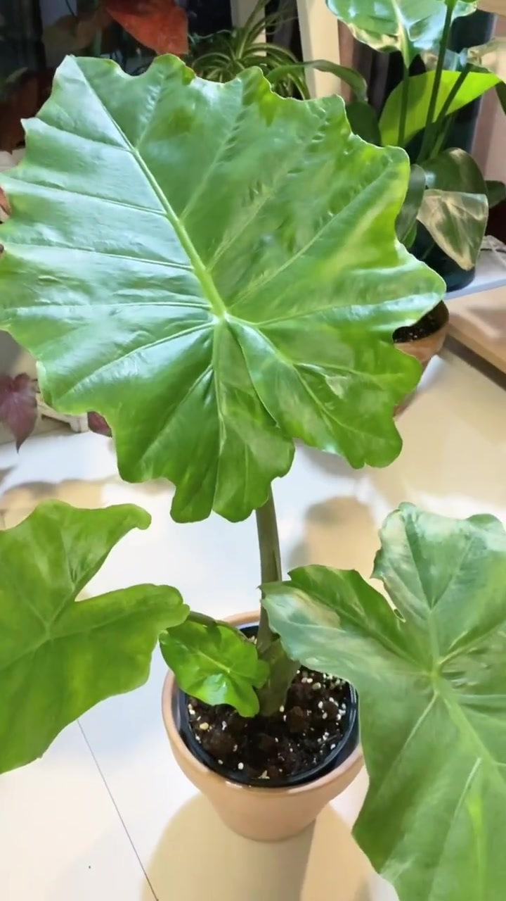 海莲海芋|不管贵货普货,长的好就是好货