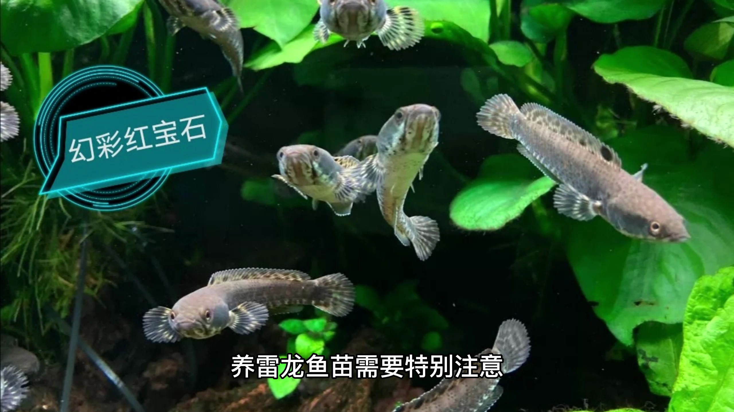 雷龙鱼苗怎么养?