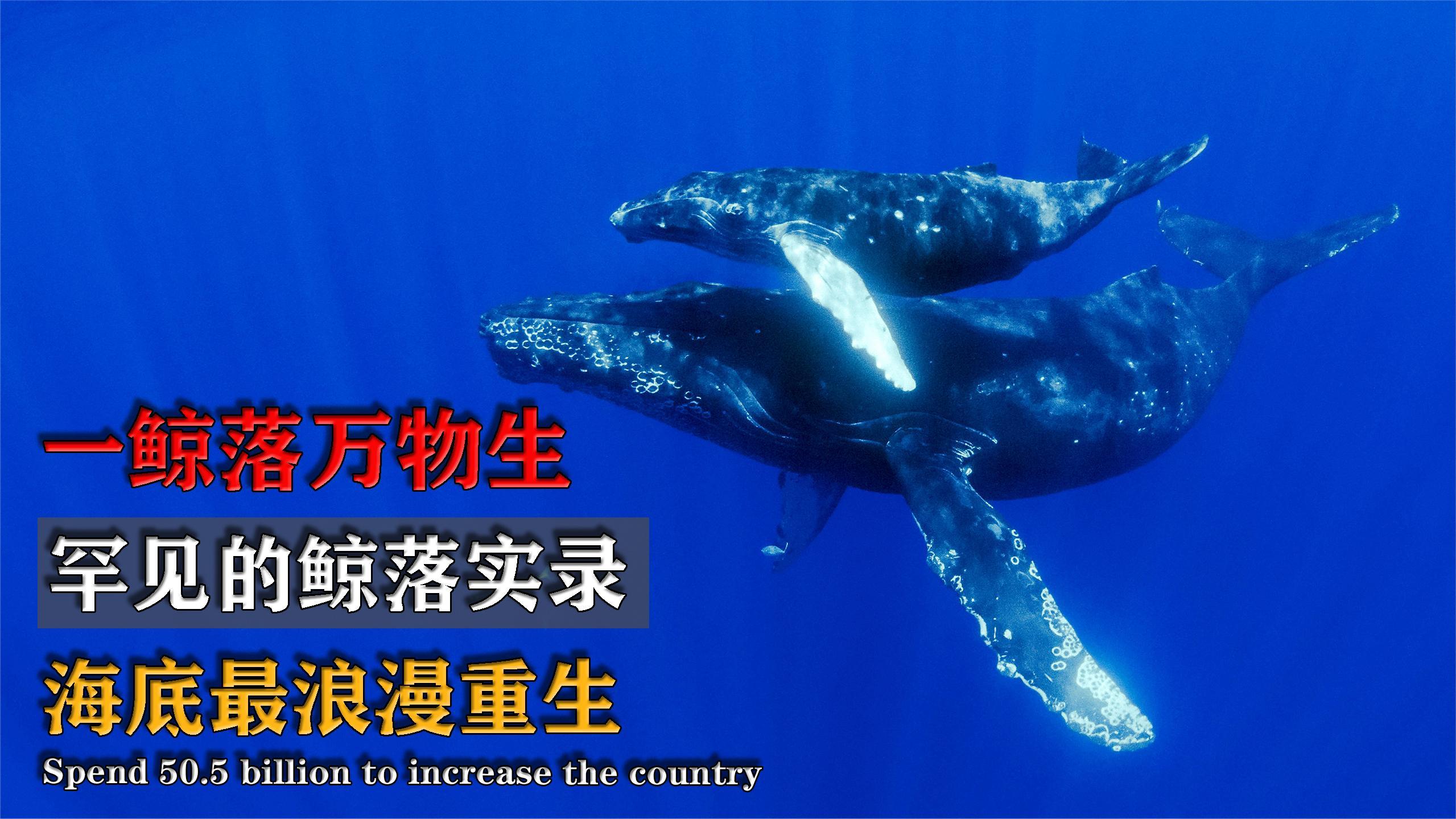 我国南海惊现罕见的鲸落现象,一鲸落万物生,海底最浪漫的重生!