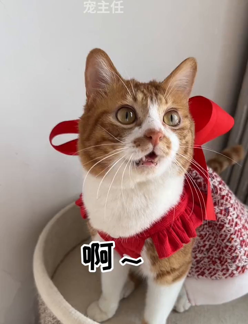 喵星人略略略,就爱略略略