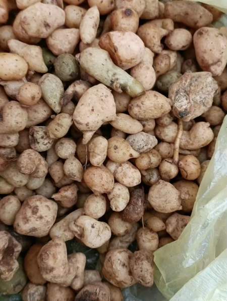 今天给大家分享的这个叫万年耙你知道它的用处吗