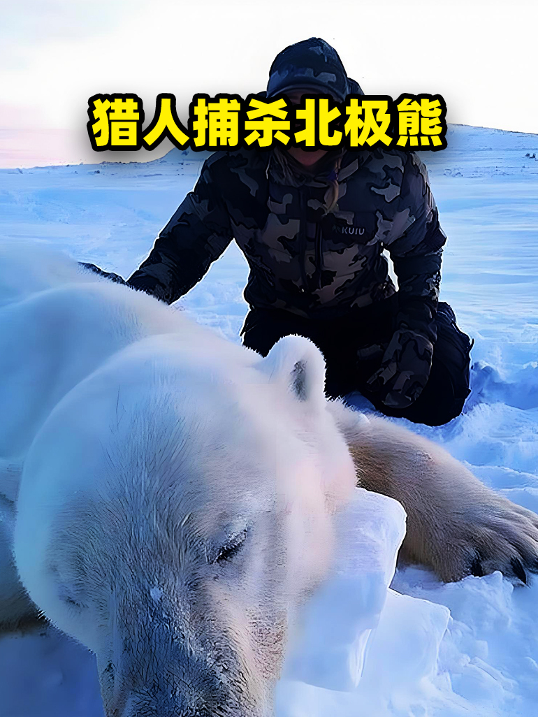 1947年,挪威猎人英格瓦射杀了一只北极熊,还锁住了它的孩子