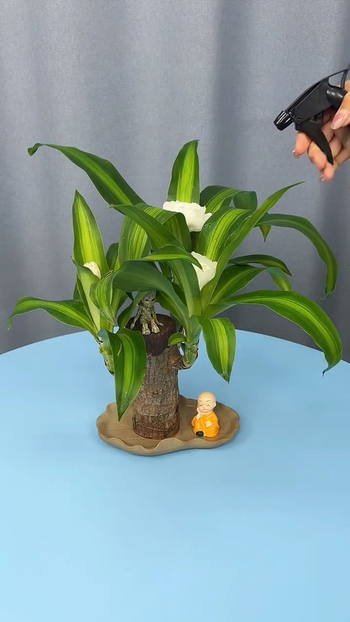 巴西木又叫幸运木,传言说一旦开花就能遇到幸运的事情