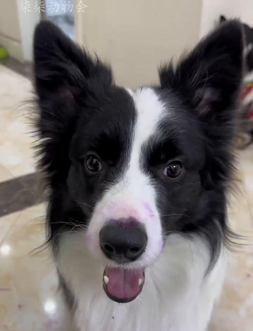 这只边牧犬叫初一,宠物圈里的小神童,跟主人沟通无障碍除了说人话,啥