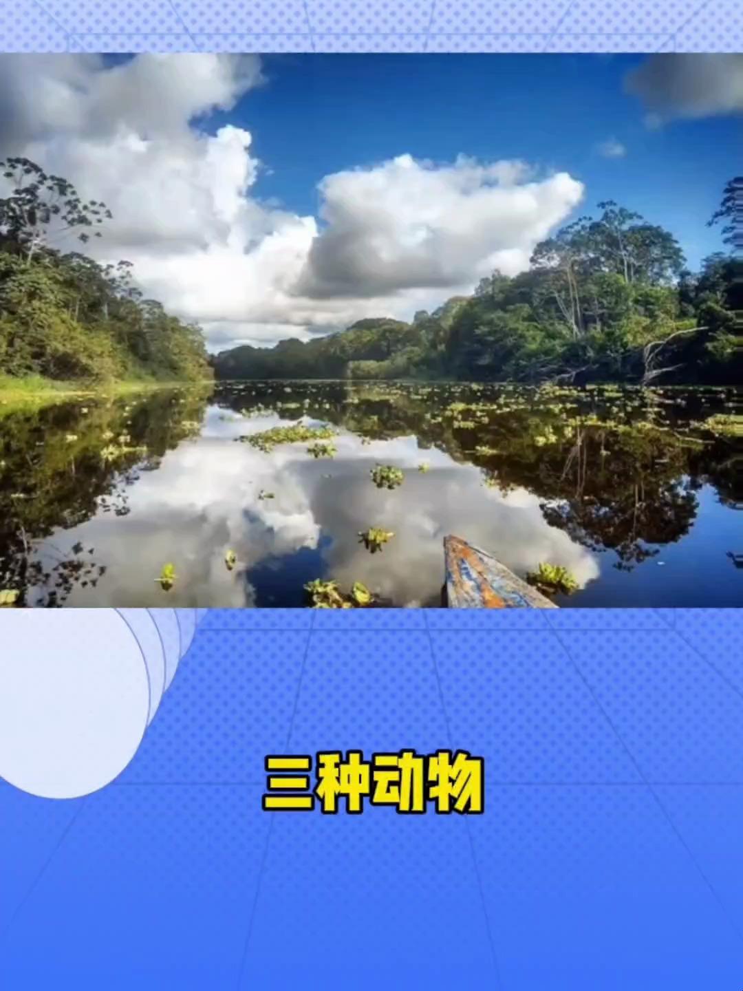 亚马逊河里面最恐怖的动物,我觉得食人鱼最恐怖