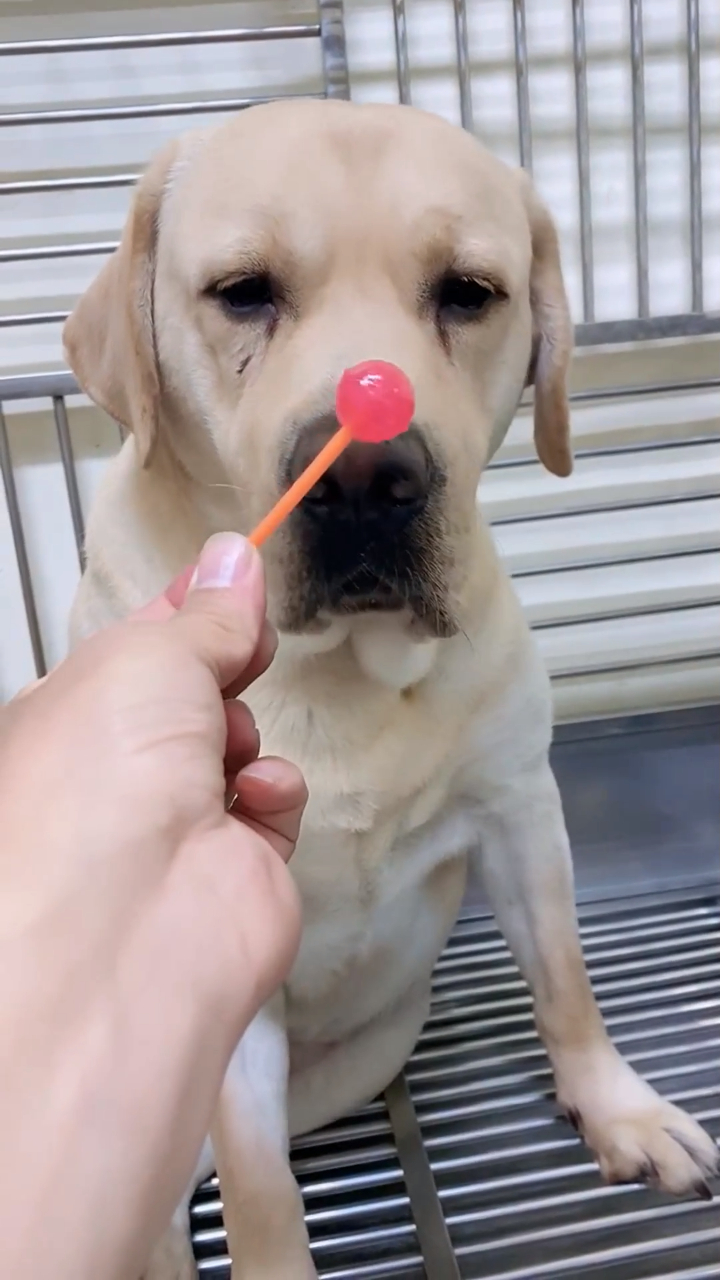 狗子最喜欢吃棒棒糖下一幕满足的表情看完简直没谁了