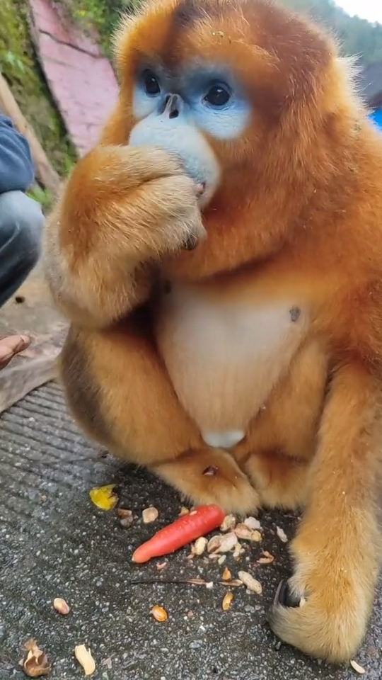 在路边发现一只金丝猴看他吃东西的样子真是太可爱啦