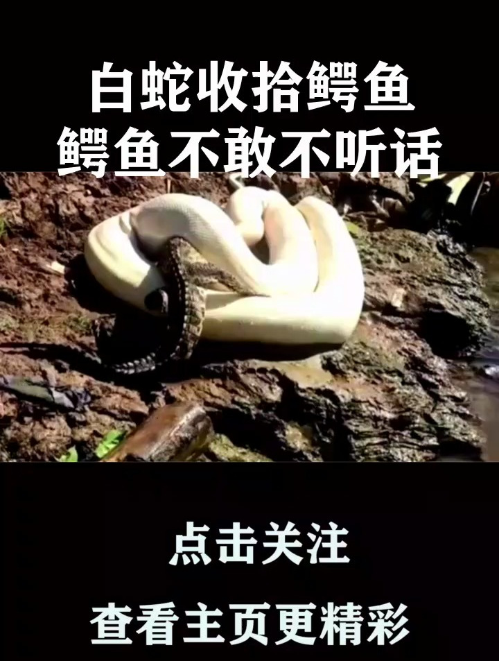 白蛇吃鳄鱼图片