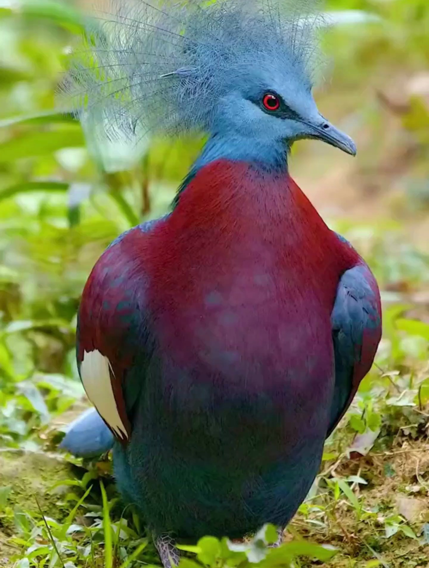 蓝凤冠鸠 ~自然之美