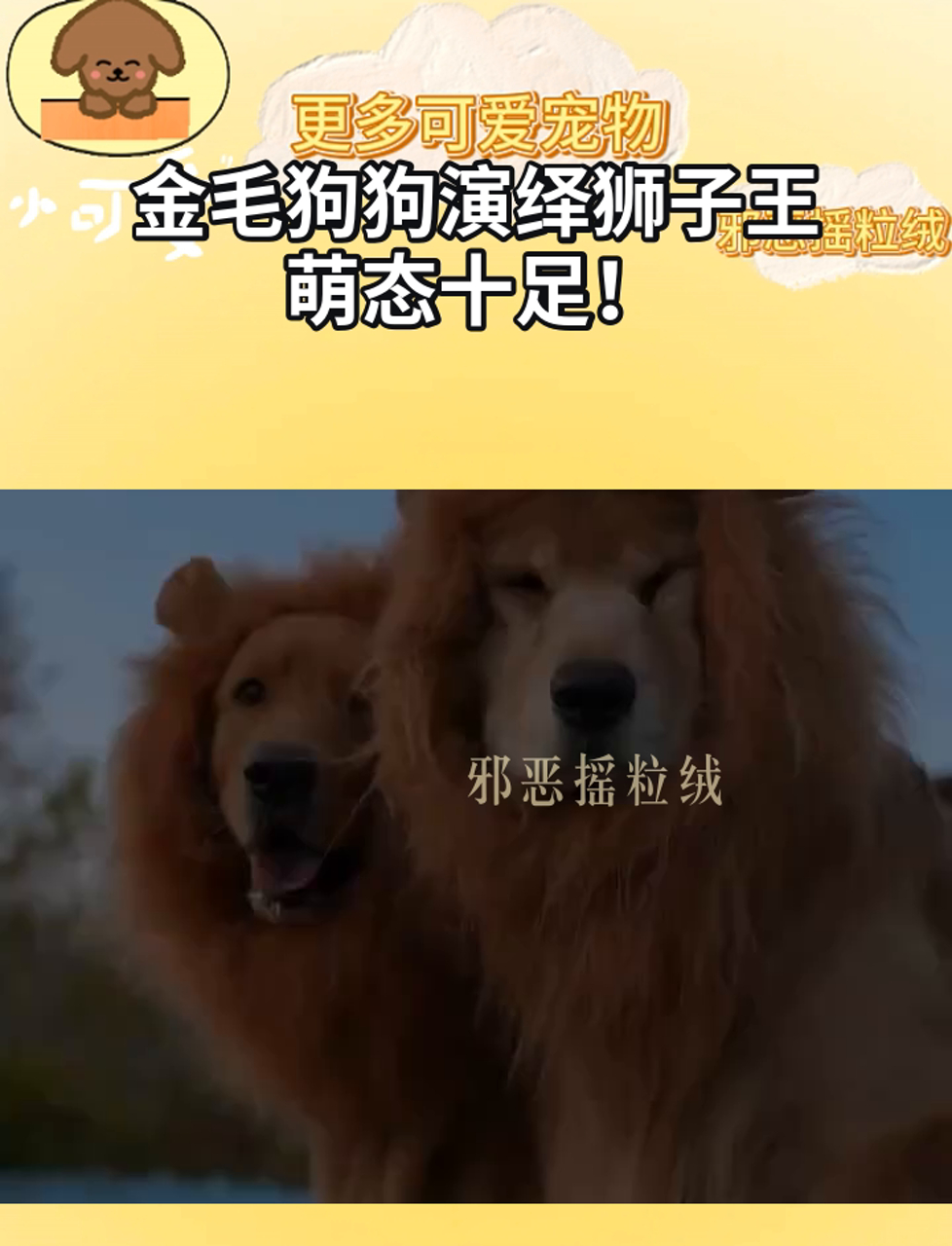 金毛狗狗演绎狮子王,萌态十足!