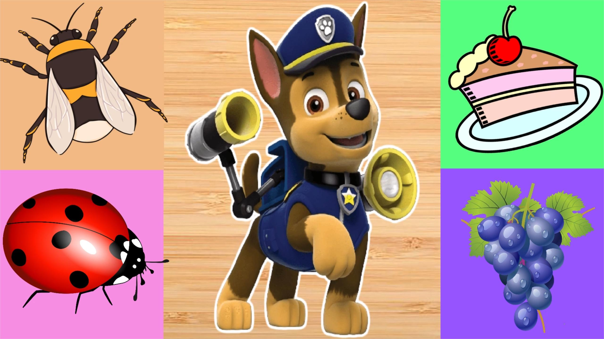 汪汪队立大功:狗狗阿奇吃蛋糕,遇上了昆虫怎么办