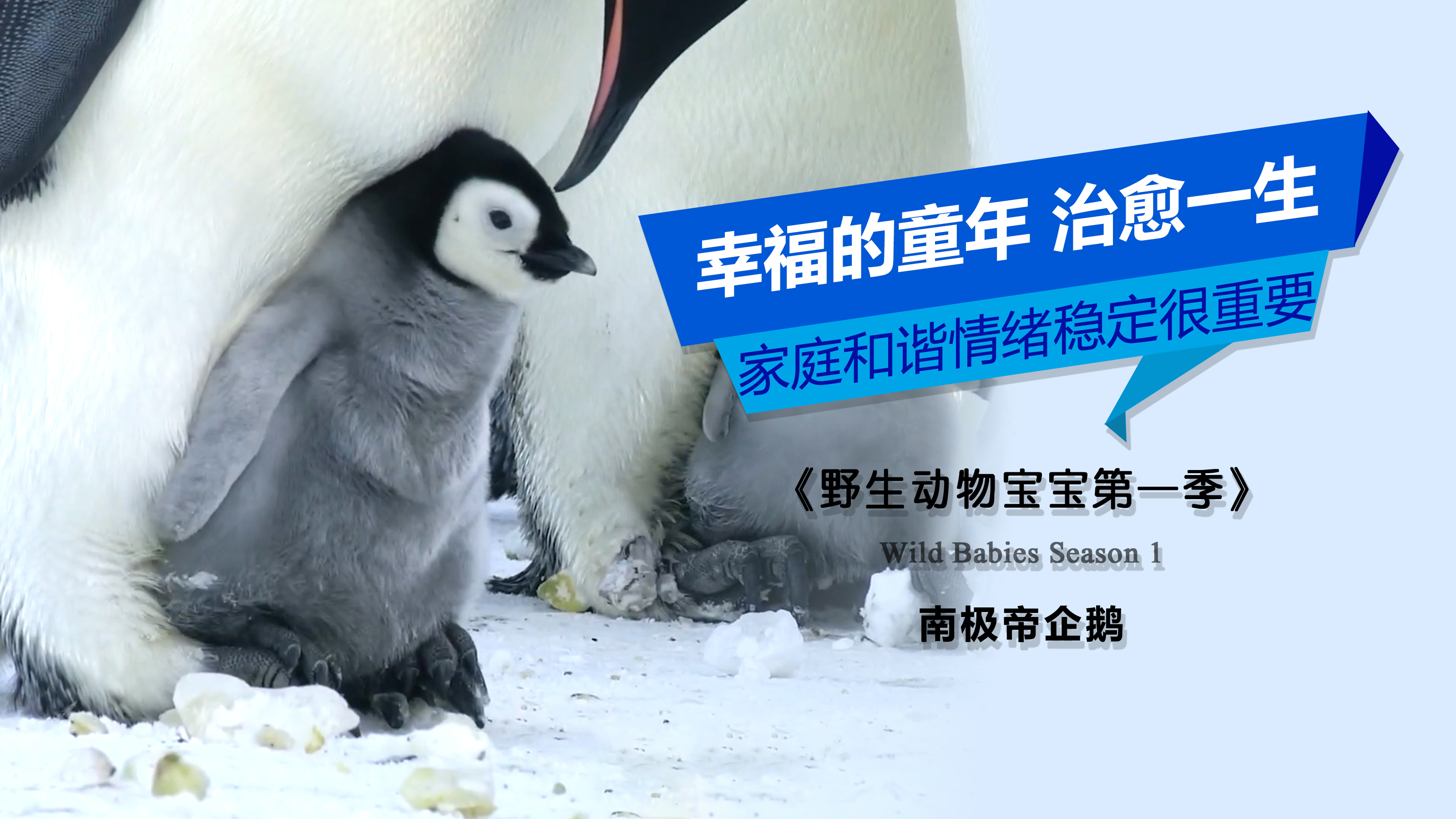 幸福的童年治愈一生,家庭和谐情绪稳定很重要,野生宝宝帝企鹅