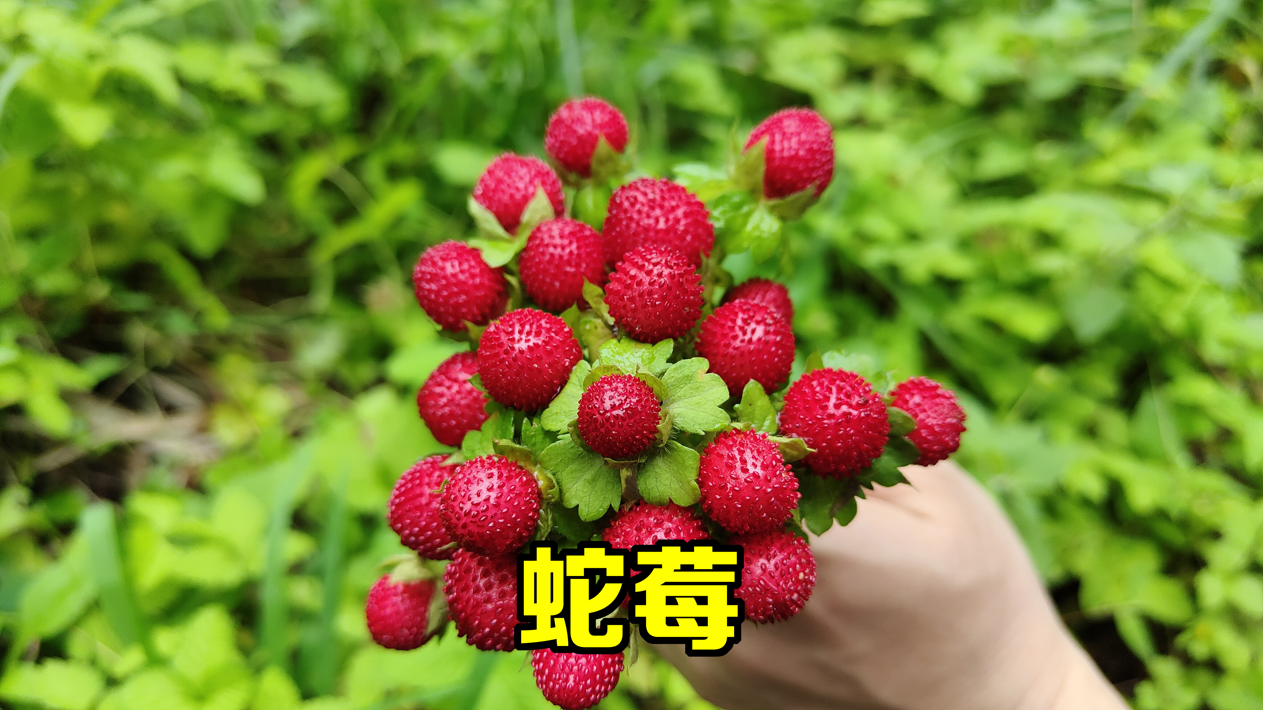 “蛇莓”这野果真有毒,千万不能吃!你不会吃过了吧?