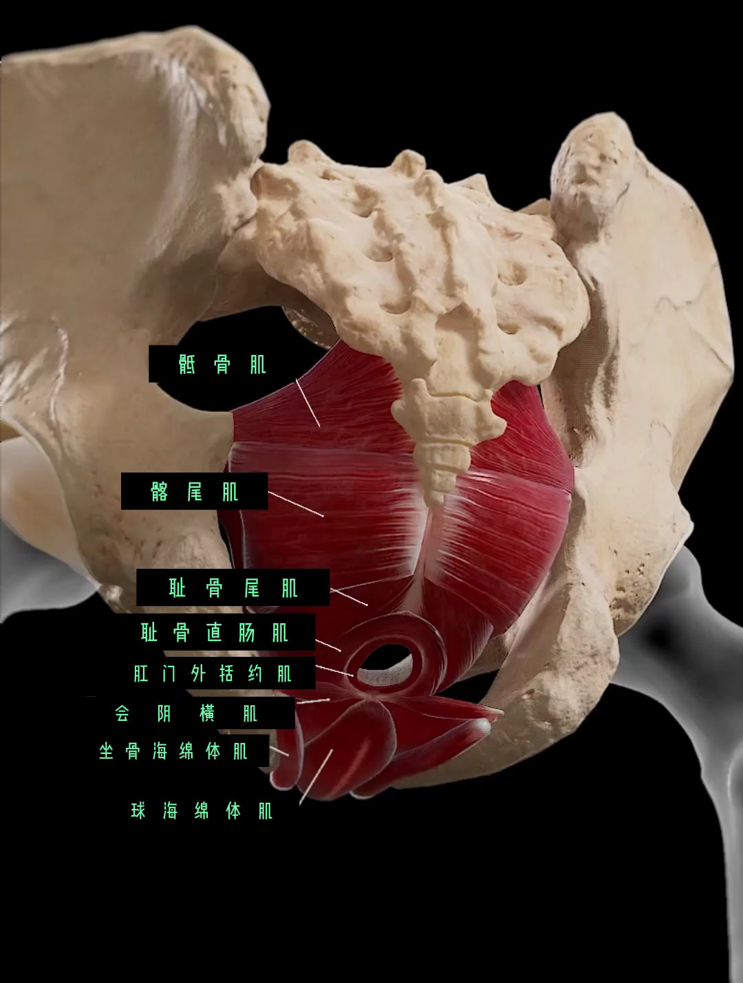 人体盆底肌肉的组成(3d动画演示)