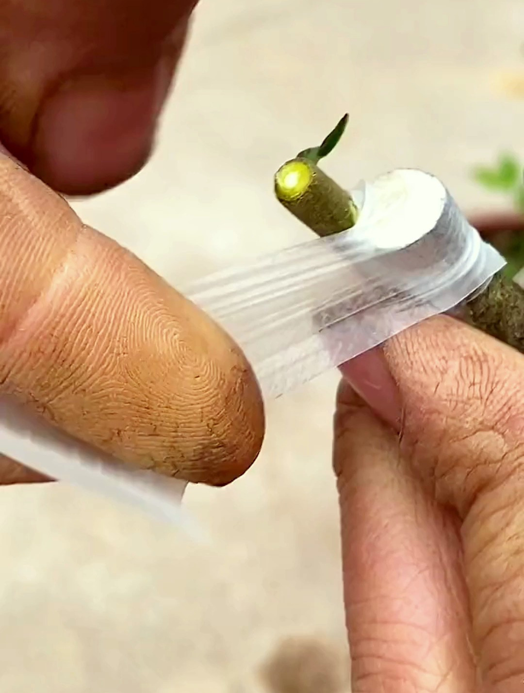 金弹子嫁接,糯米纸缠接穗教程分享,一定要注意这两点