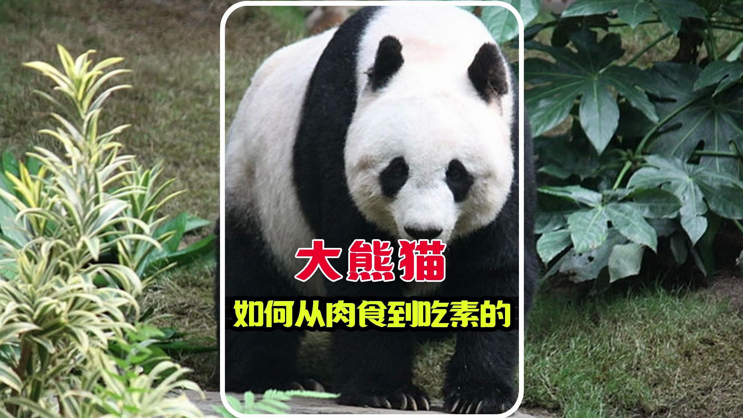 大熊猫为何不大吃肉?不吃竹子险些灭绝?不吃竹子为什么会抑郁