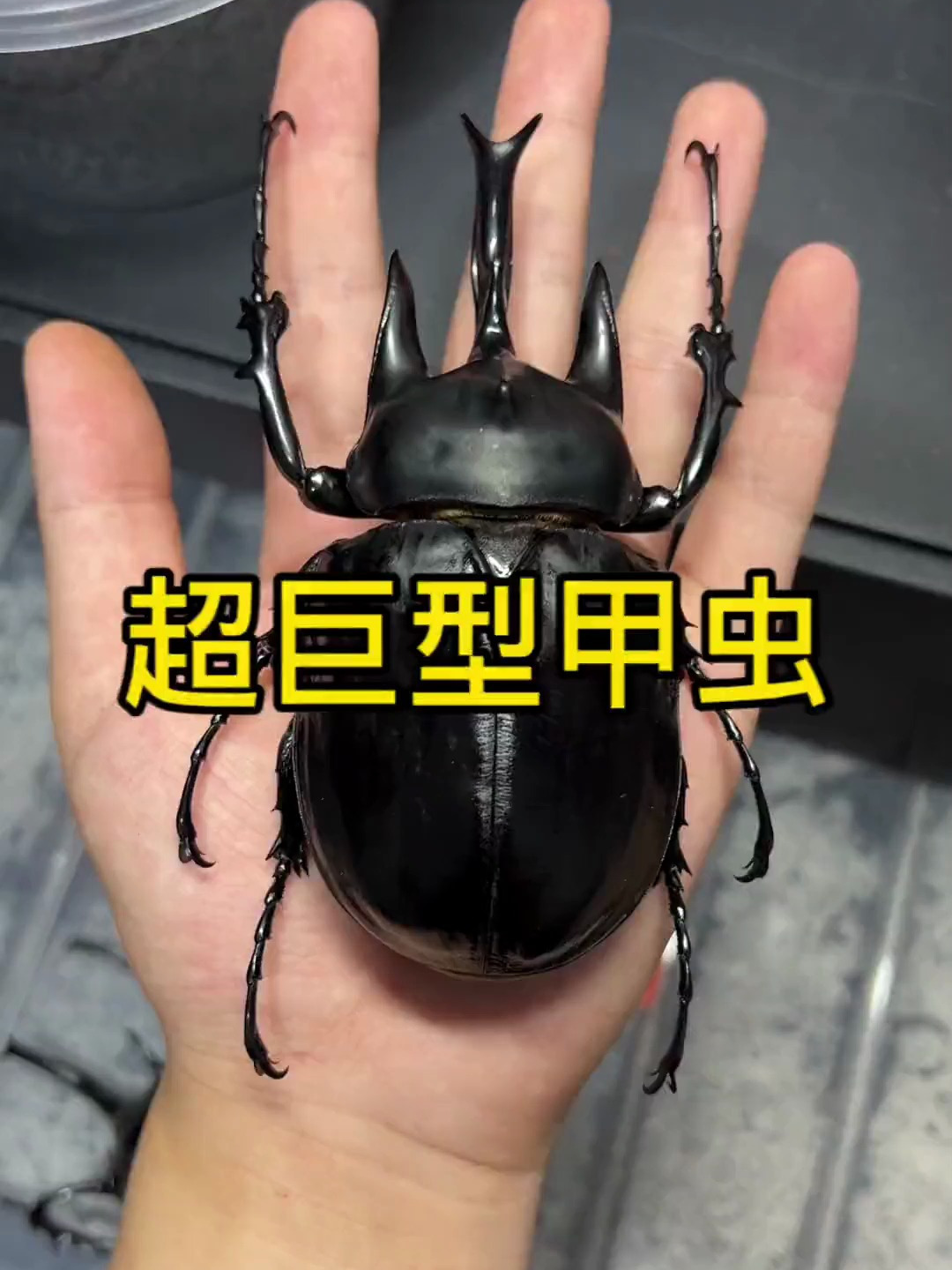 超巨型甲虫坦克