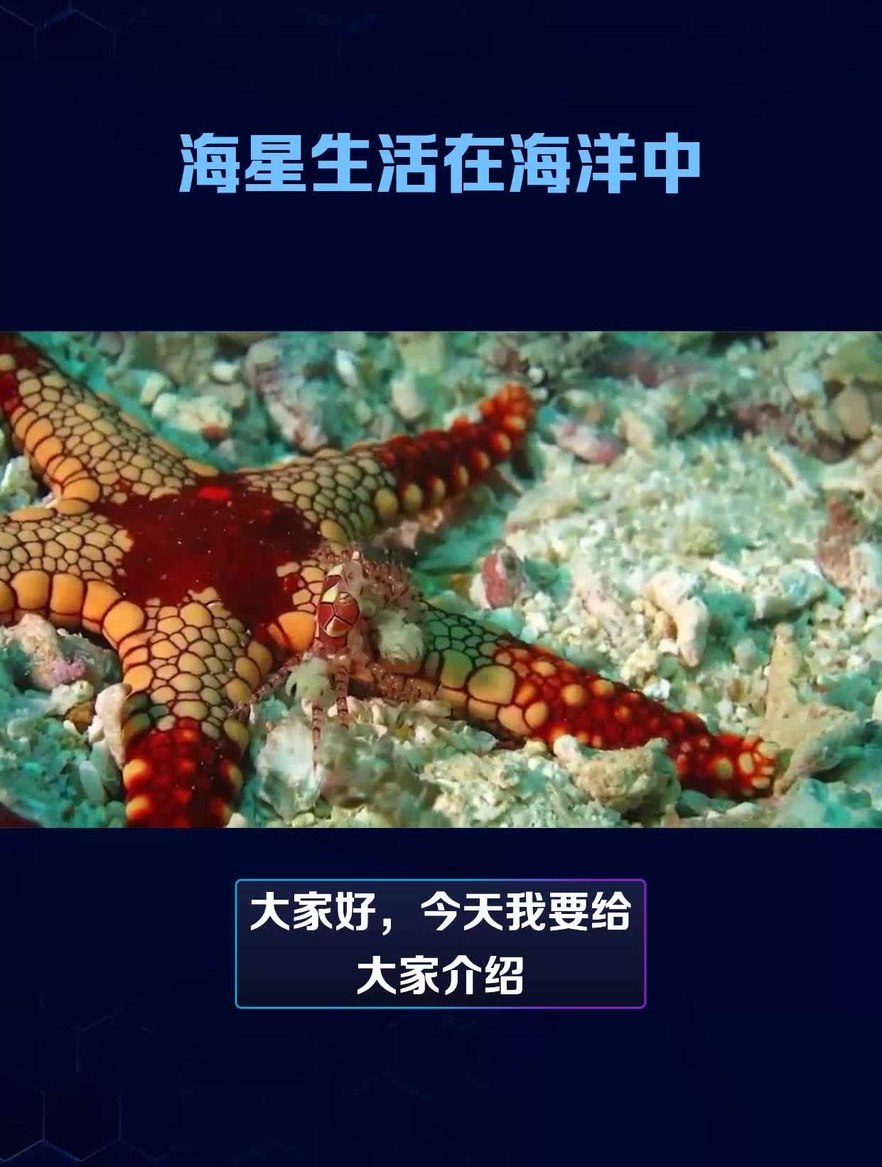 海星竟然不会游泳