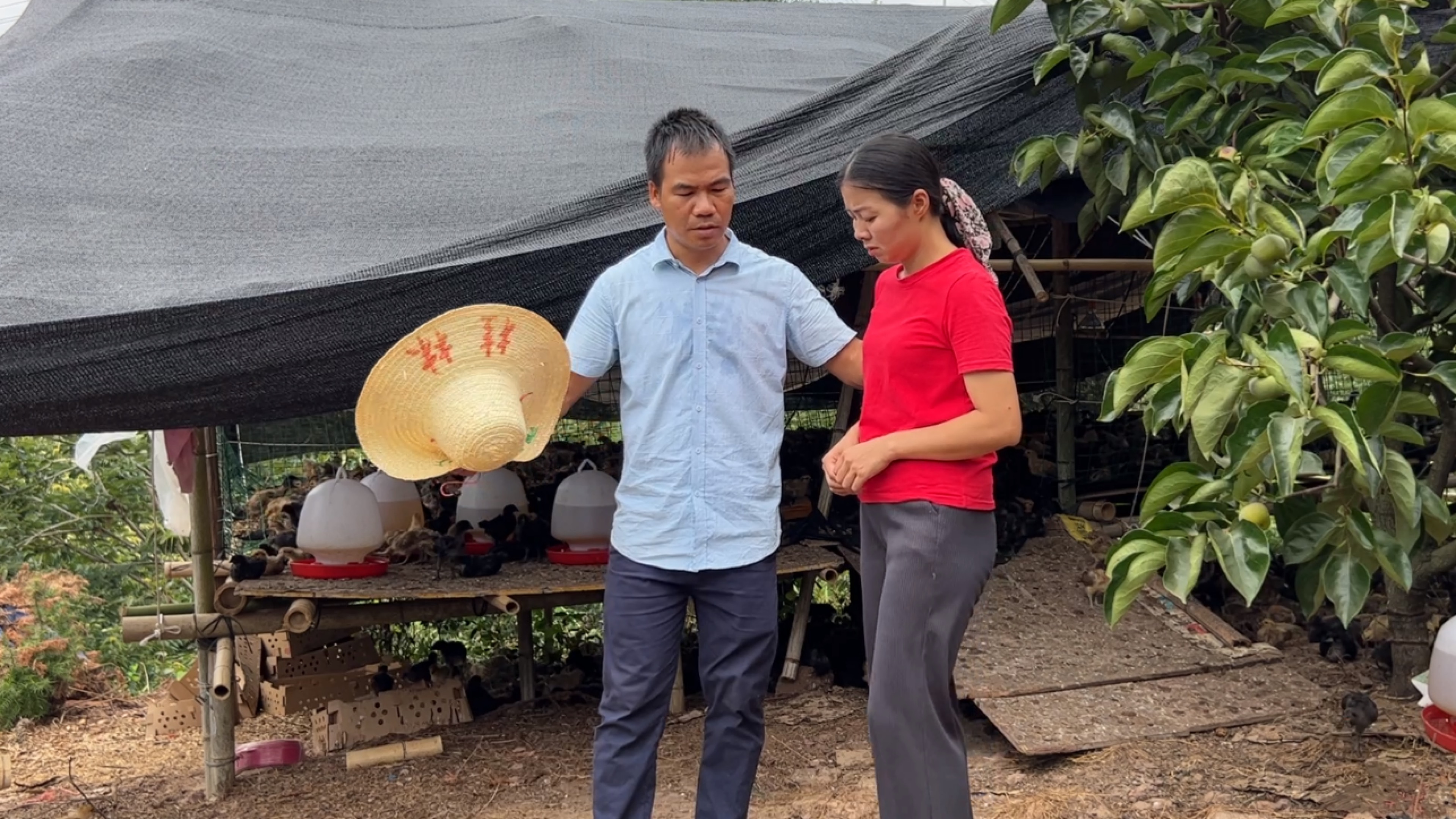 阿金回应网友担心的问题，养鸡的山场很大，已基本做好了准备