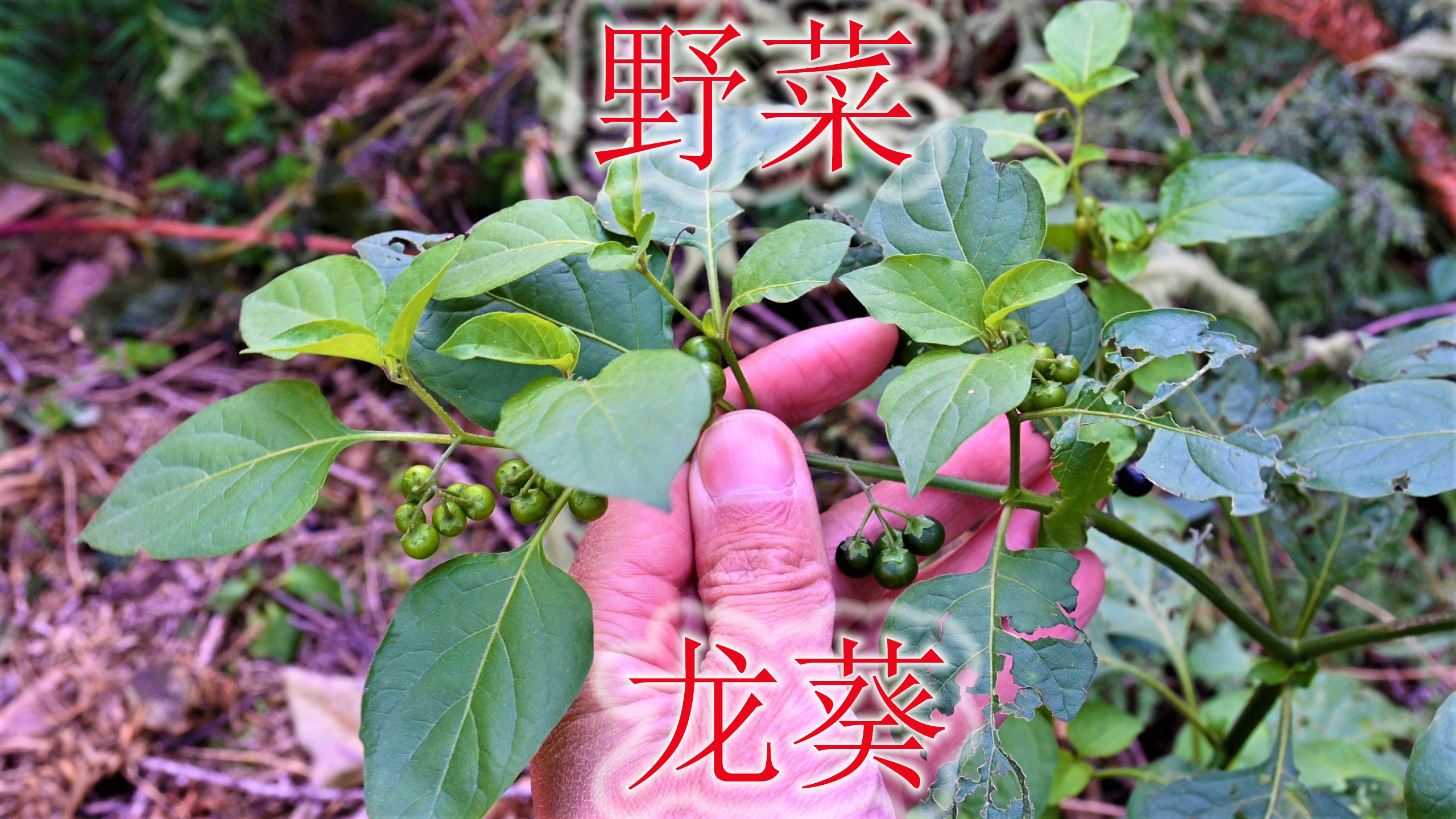 野菜“龙葵”叶子有毒!果别名“黑豆豆”,普通植物用途了解吗?