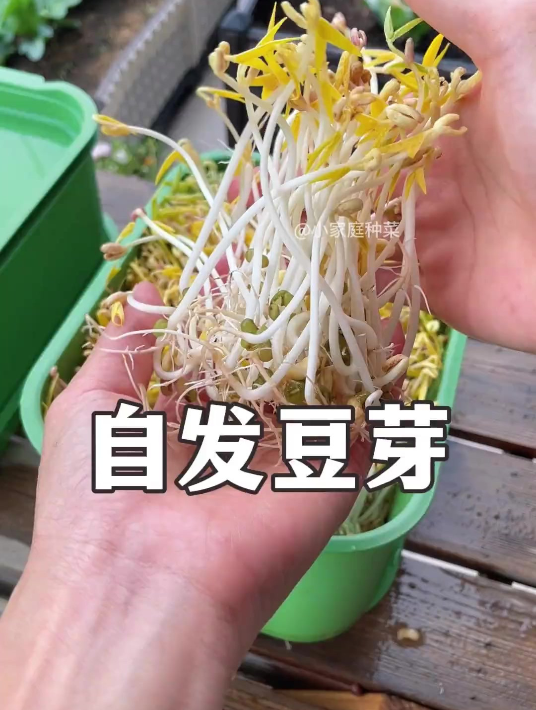 生豆芽简易新方法图片