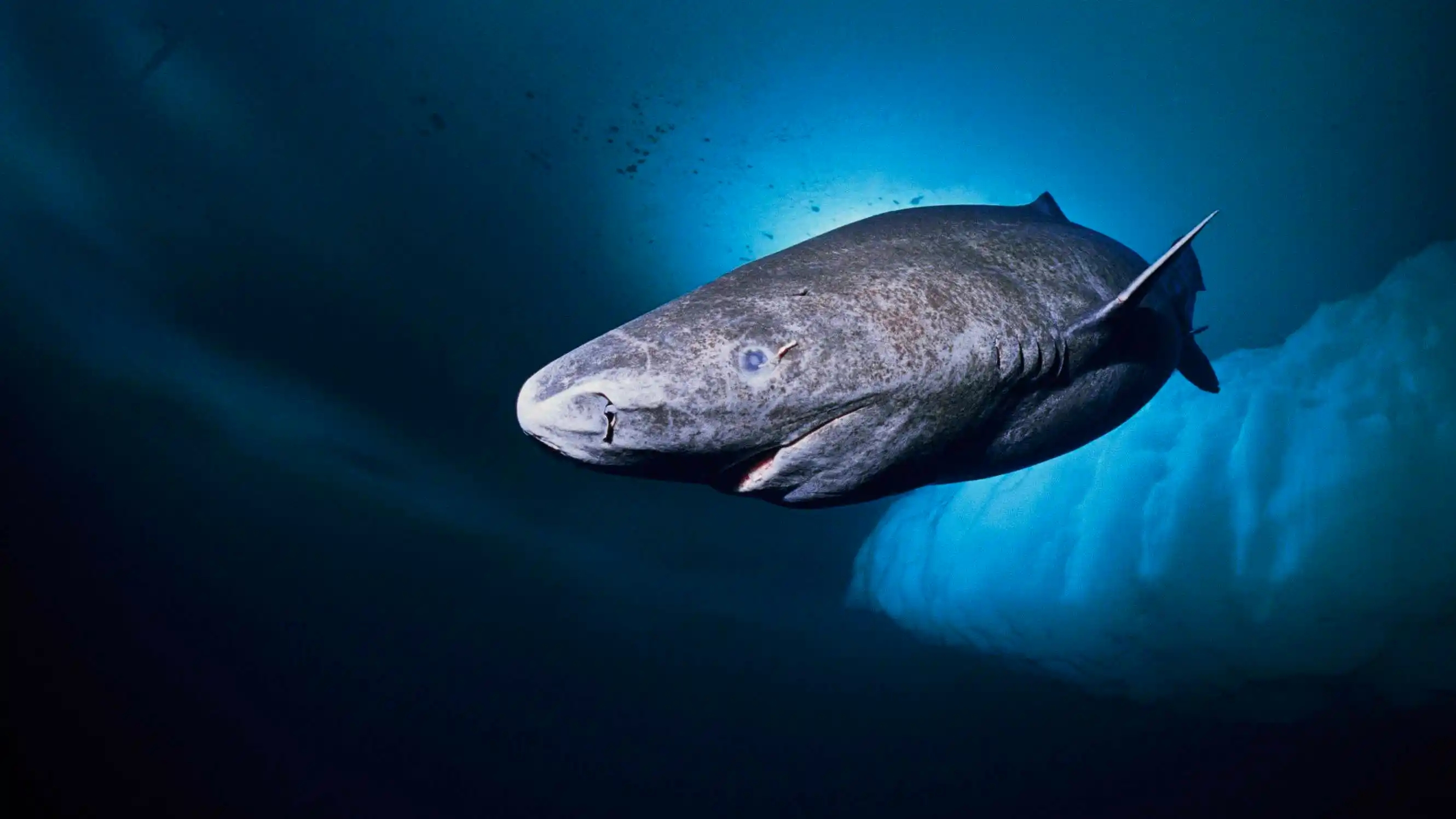 海洋中最诡异和最奇特霸主们,鲨鱼(上)